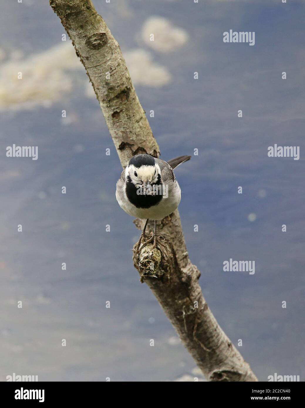 Bachstelze Motacilla alba con mosche catturate in becco Foto Stock