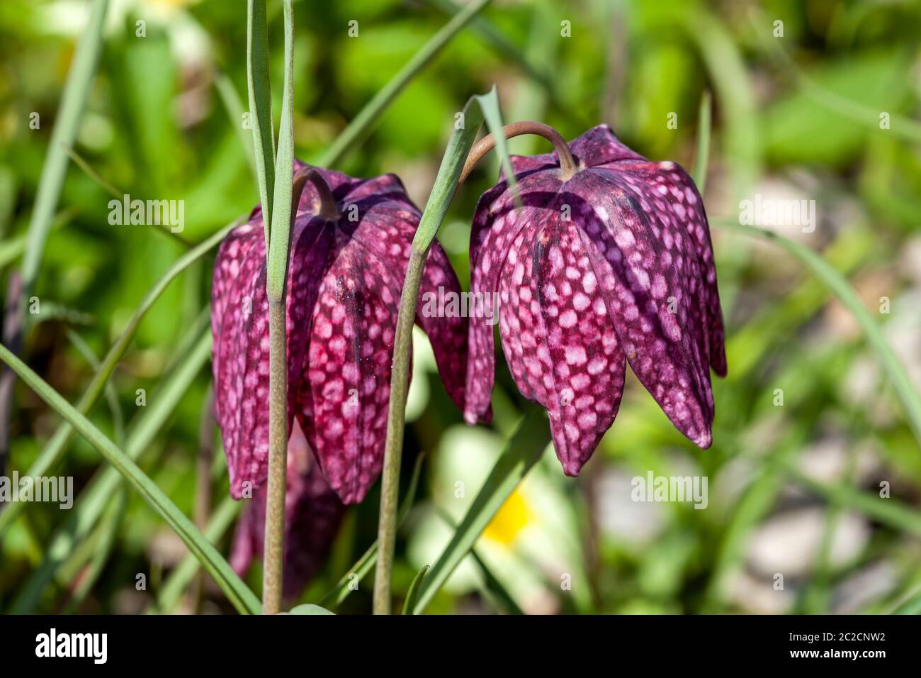 Fritillaria meleagris comunemente noto come testa di serpente fritillary una pianta bulbo fiorente di primavera comune Foto Stock