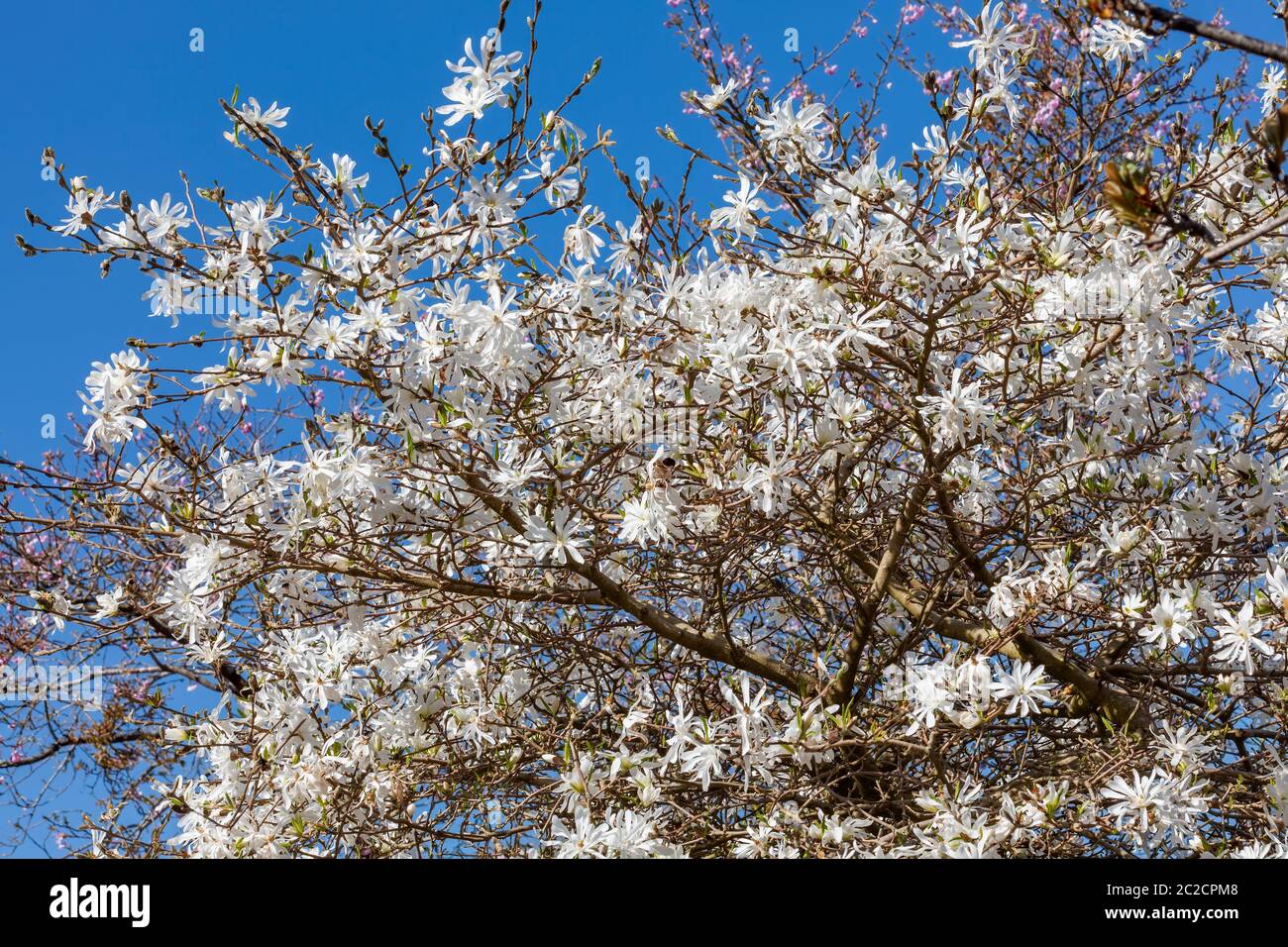 Stella magnolia (Magnolia Stellata) un arbusto di fiori bianchi di primavera o un piccolo albero Foto Stock