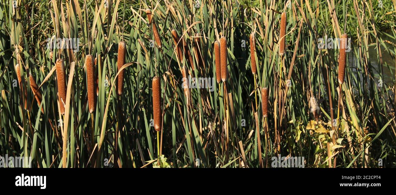 Moorpiston, fango Foto Stock