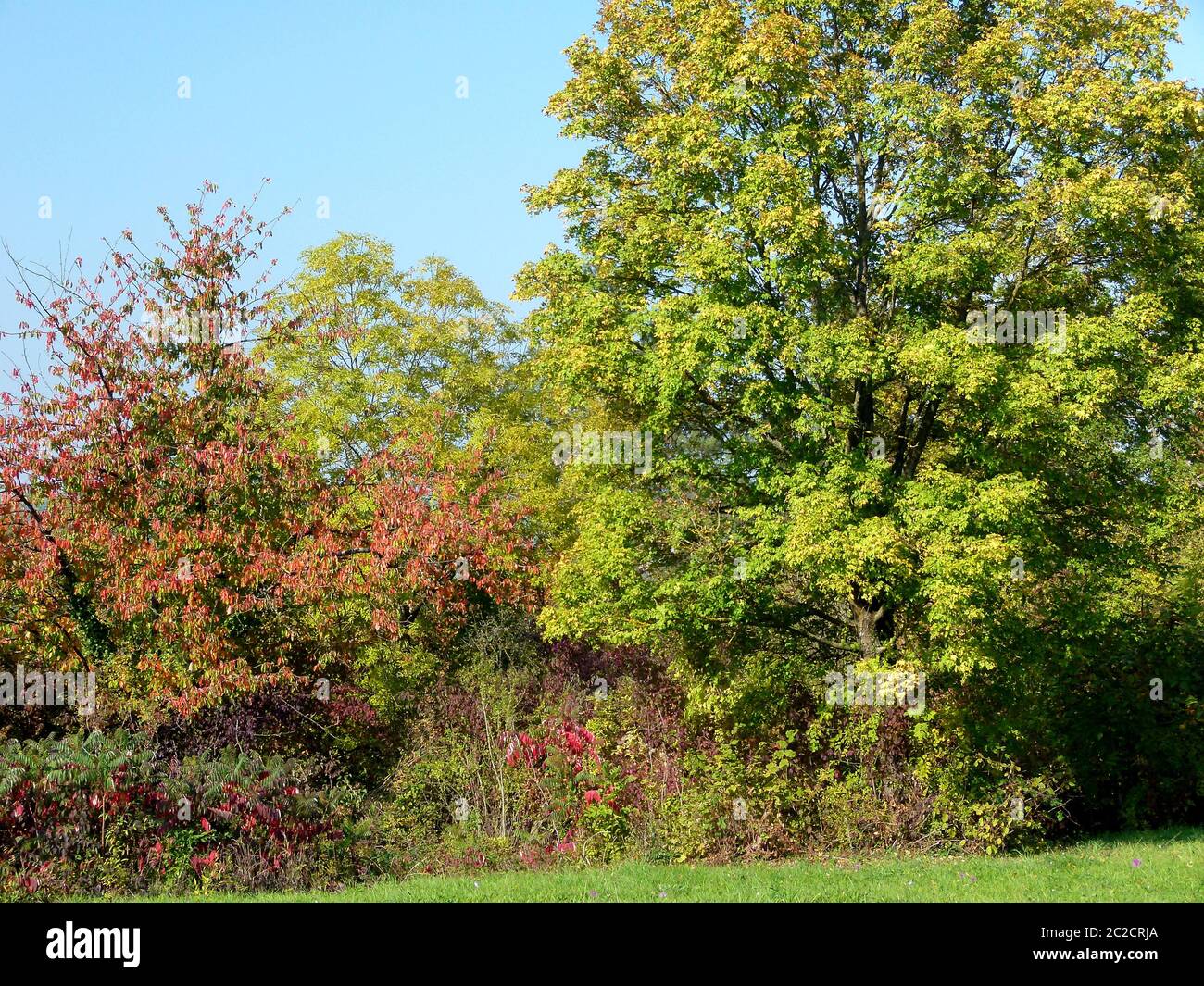 Albero e arbusti iniziano a cambiare colore in autunno Foto Stock