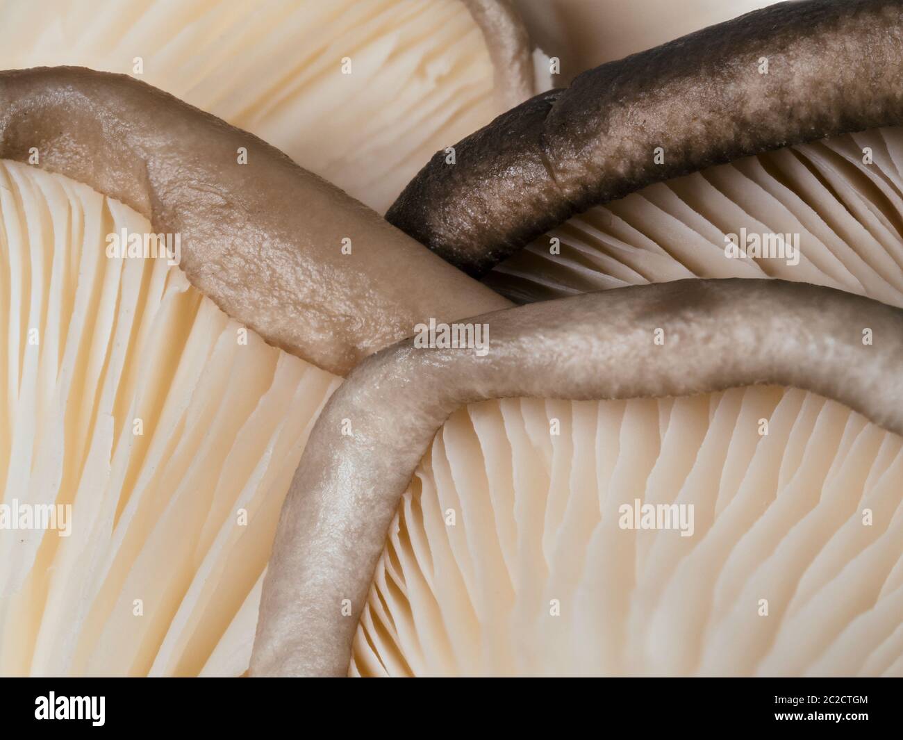 primo piano funghi di ostrica Foto Stock