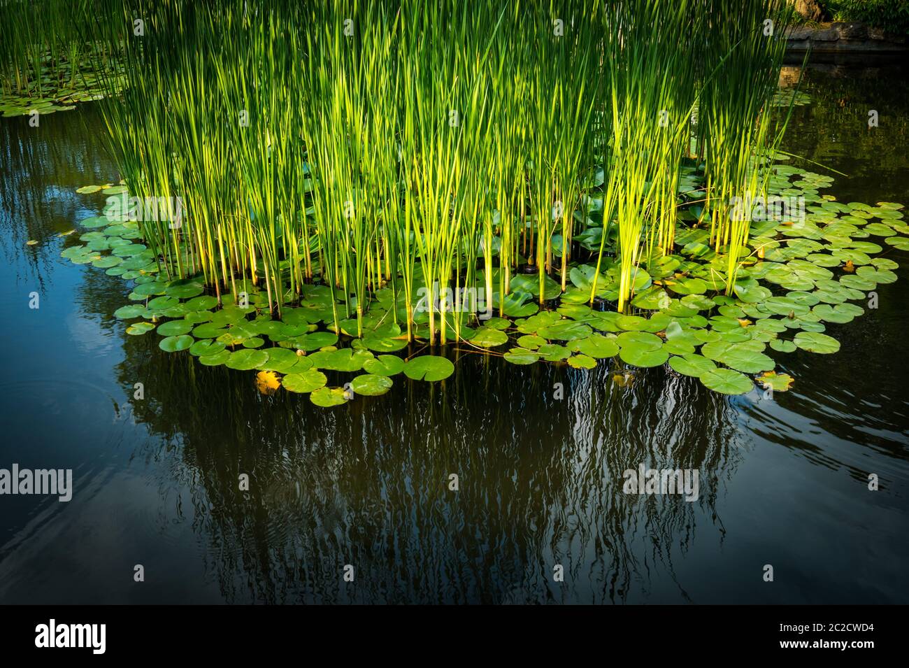 Fibre di lamella verde e acqua foglie di lilly nel lago, riflessi sulla superficie dell'acqua Foto Stock