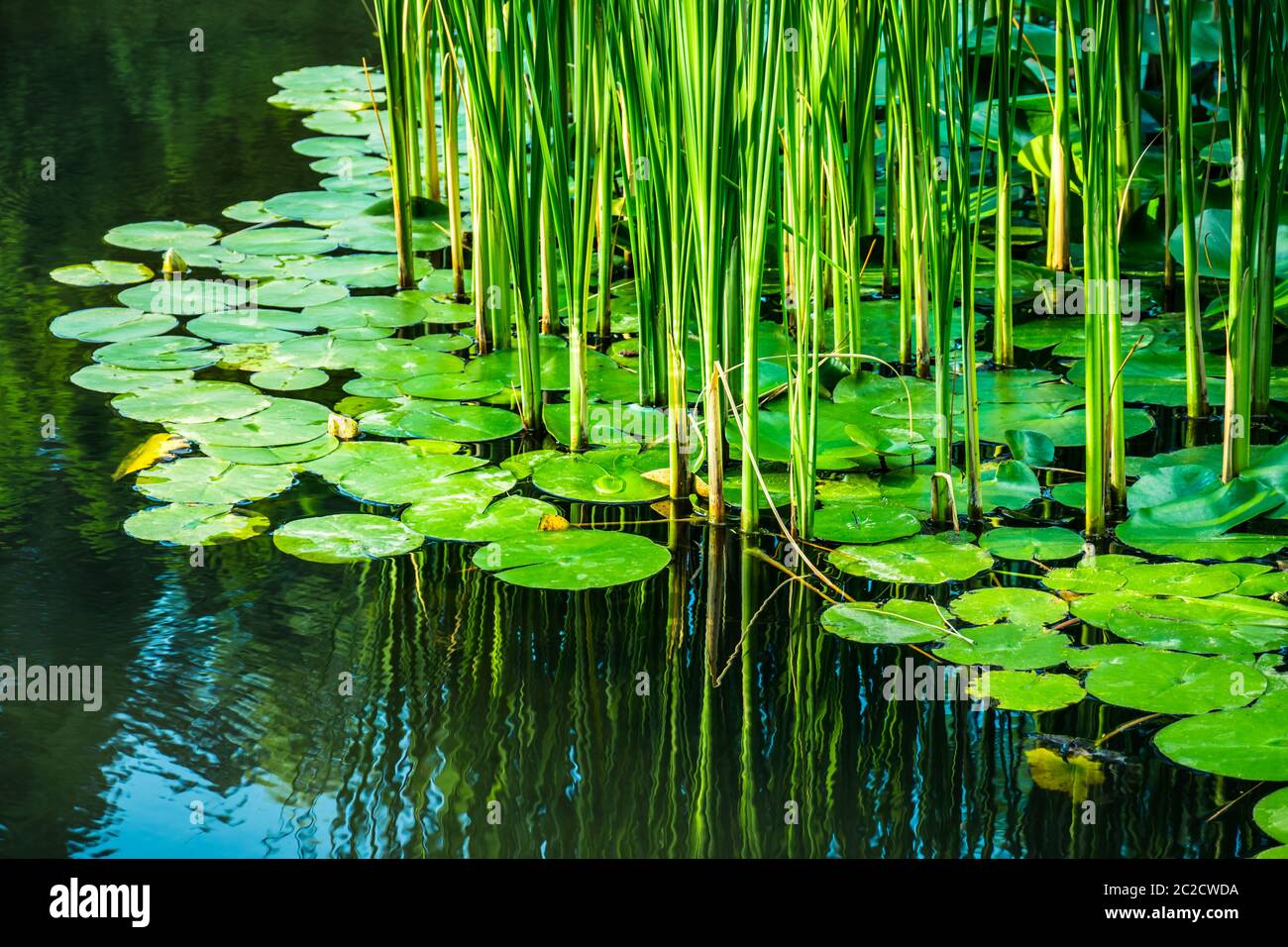 Fibre di lamella verde e acqua foglie di lilly nel lago, riflessi sulla superficie dell'acqua Foto Stock