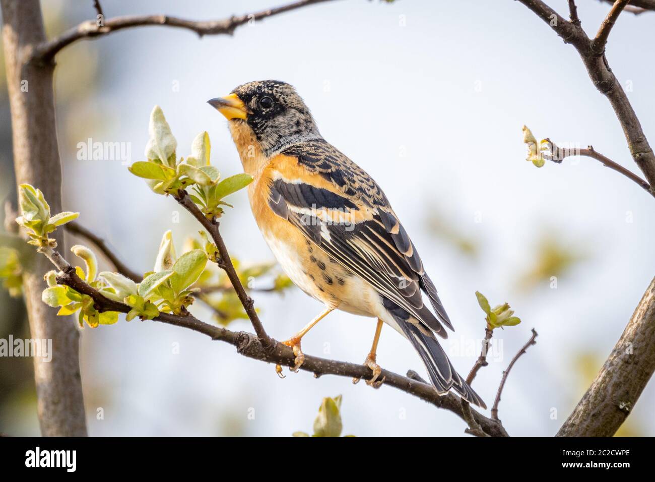 Brambling (Fringilla montifringilla) Foto Stock