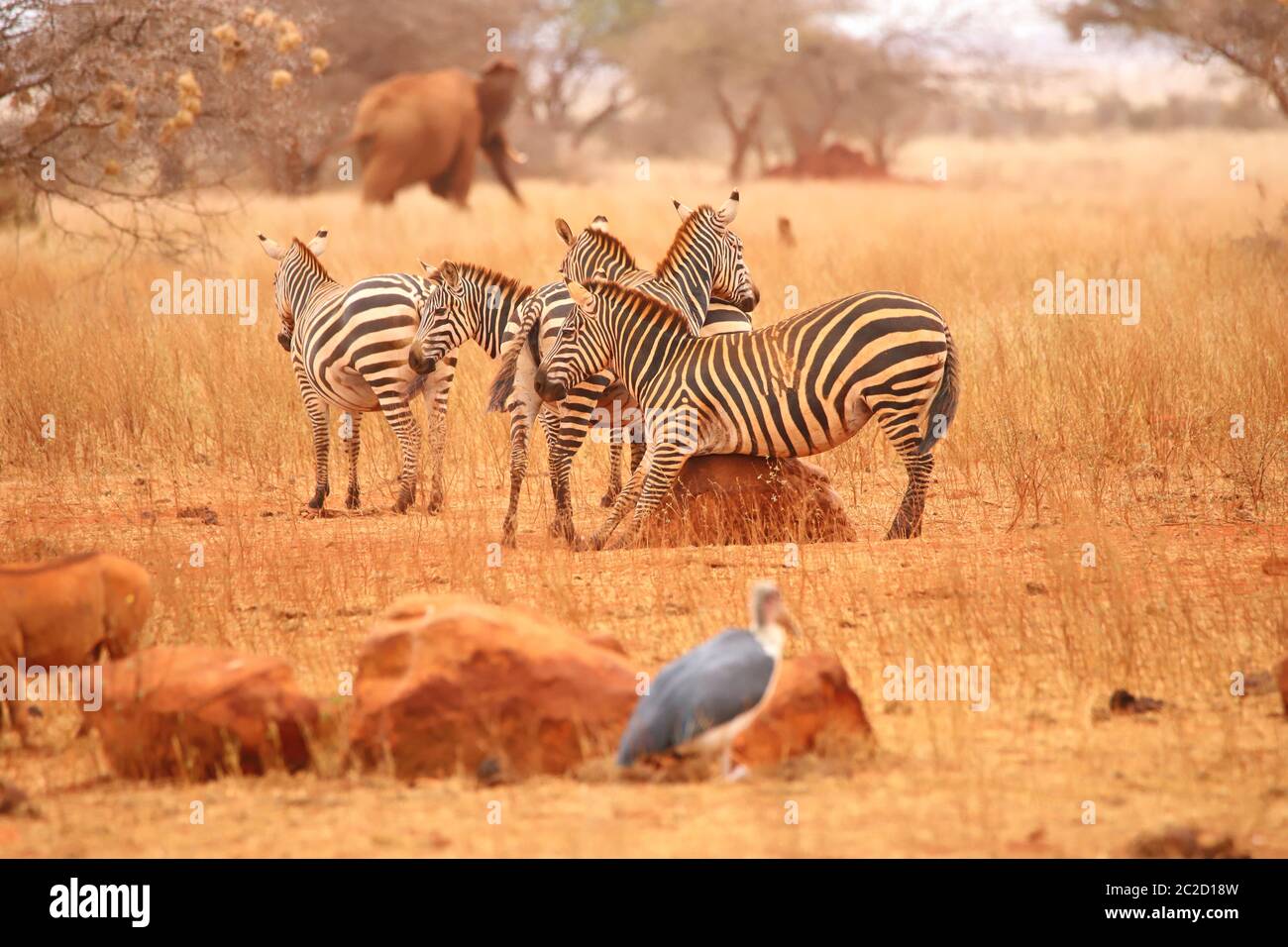 Una zebra graffia il suo ventre su una roccia Foto Stock