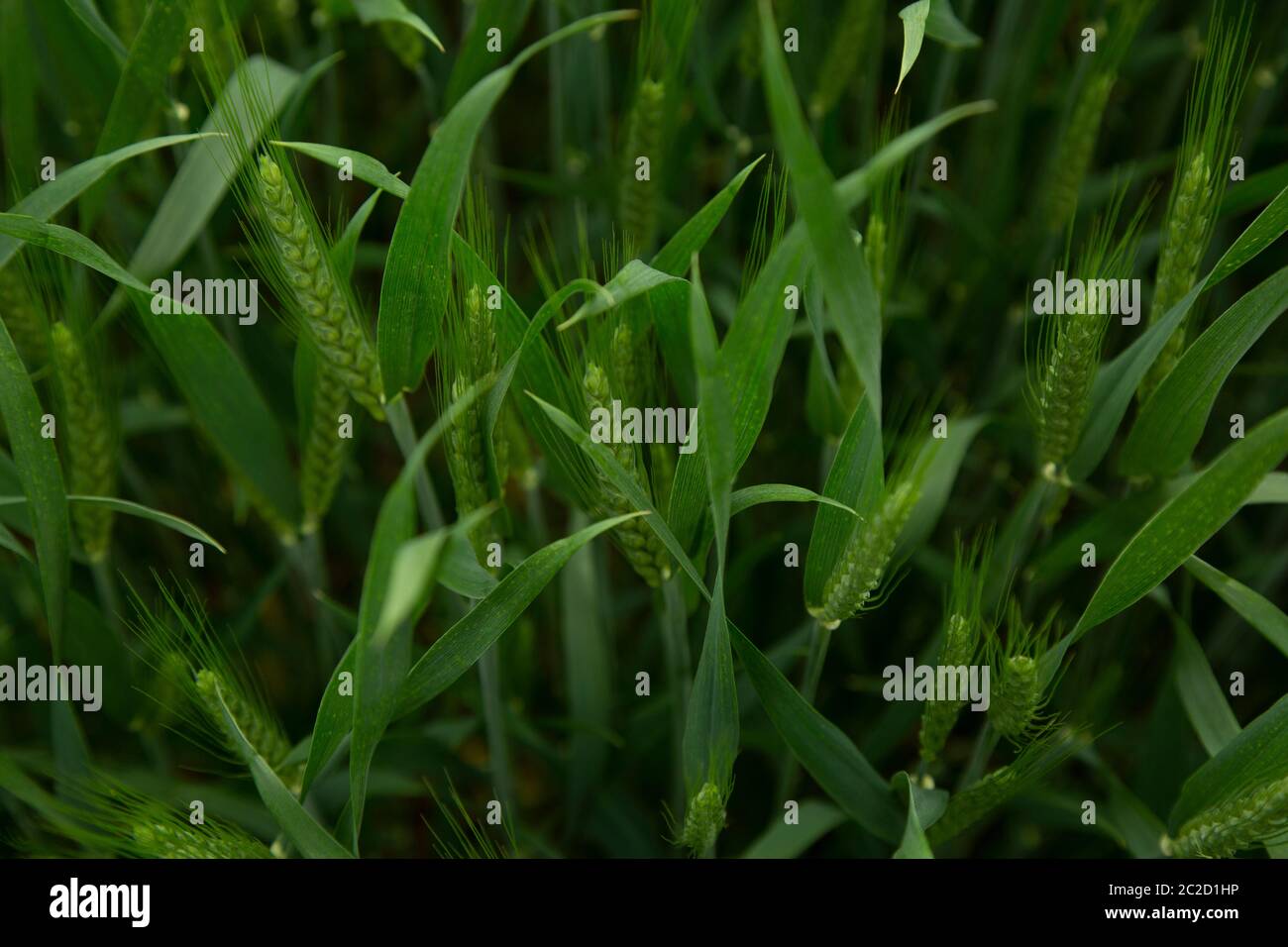 Guardando giù a grano verde che cresce in un campo. Foto Stock