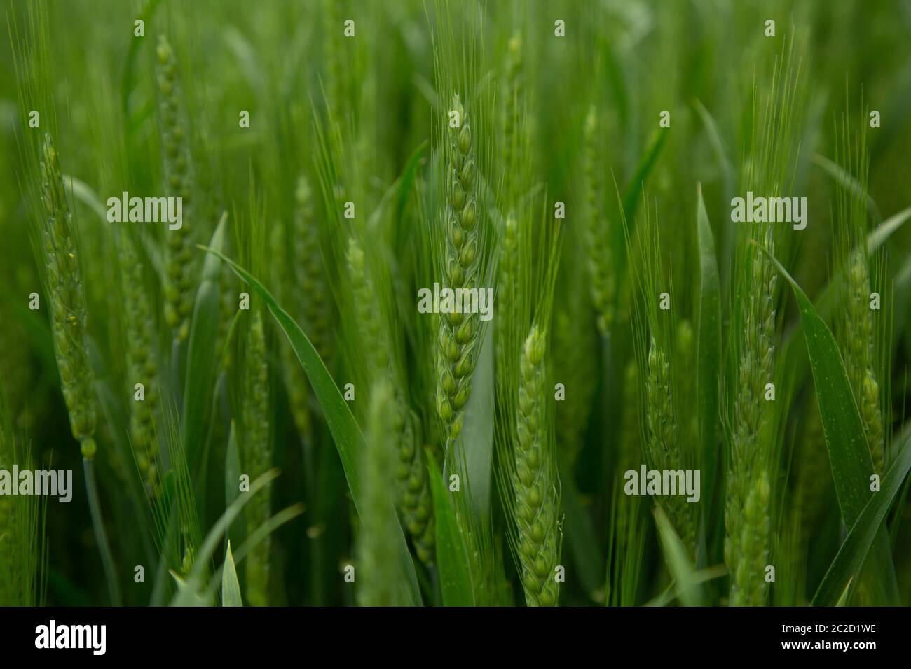 Nuovo, grano verde che cresce in un campo canadese. Foto Stock