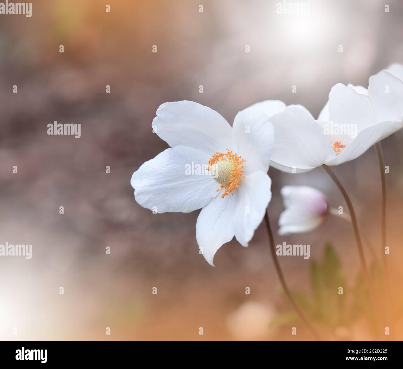 Bella natura arancione background.Macro Shot di sorprendente primavera Magic Anemone Flower.Border Art Design.Magic light.Extreme primo piano Fotografia.Conceptual Abstract Image.Fantasy Floral Art.Creative artistico Wallpaper.Web Banner. Foto Stock