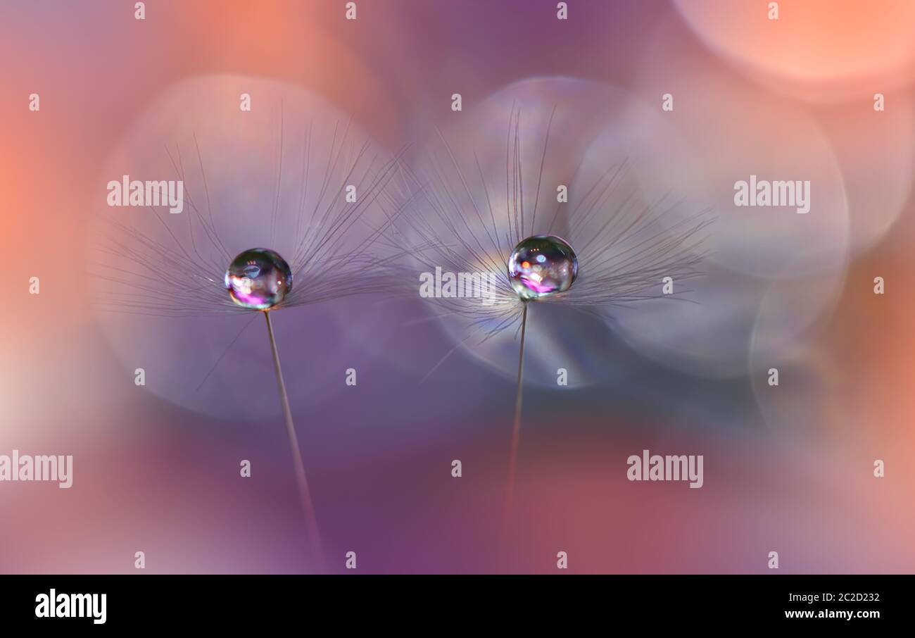 Macro Photography.Floral astratto sfondo pastello con copia spazio.Dandelion fiore in morbido stile.Orange natura sfondo.spazio offuscato per il tuo testo.tranquilla natura closeup view.Coral colore sfondo per il tuo design.Trend 2019. Foto Stock