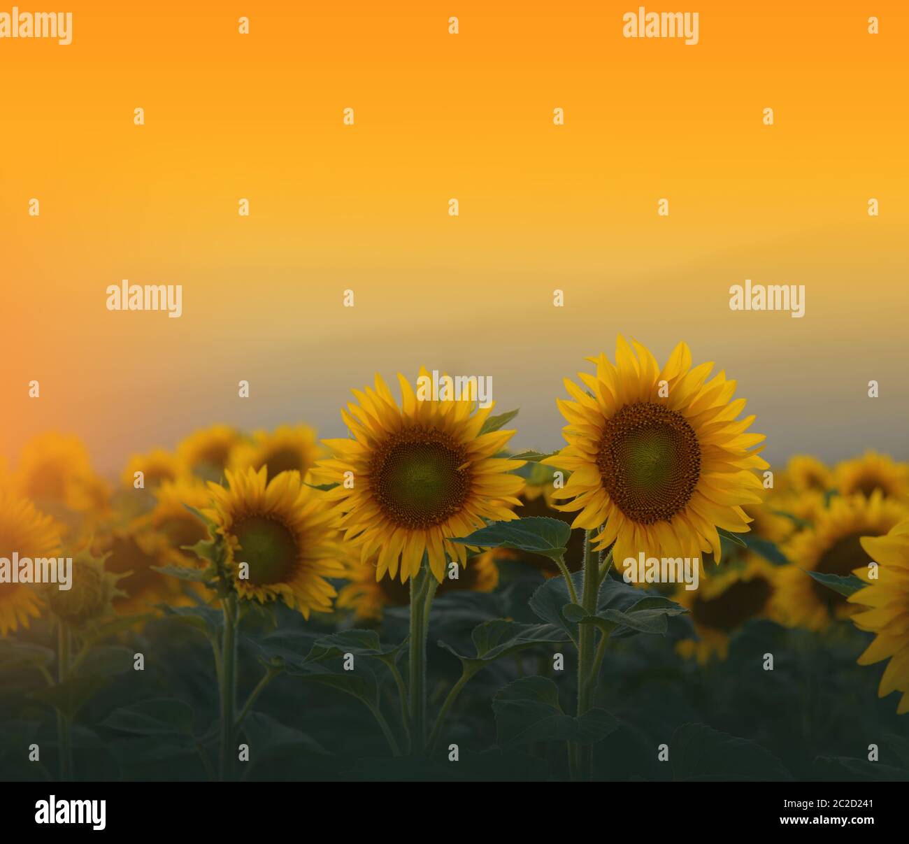 Campo di girasole a Sunset.Landscape da un girasole farm.Agricultural landscape.Sunflowers campo landscape.Orange natura background.campo di girasoli fioriti su sfondo Sunset.Greeting card argiculture concept.Art Photography.Artistic Wallpaper. Foto Stock