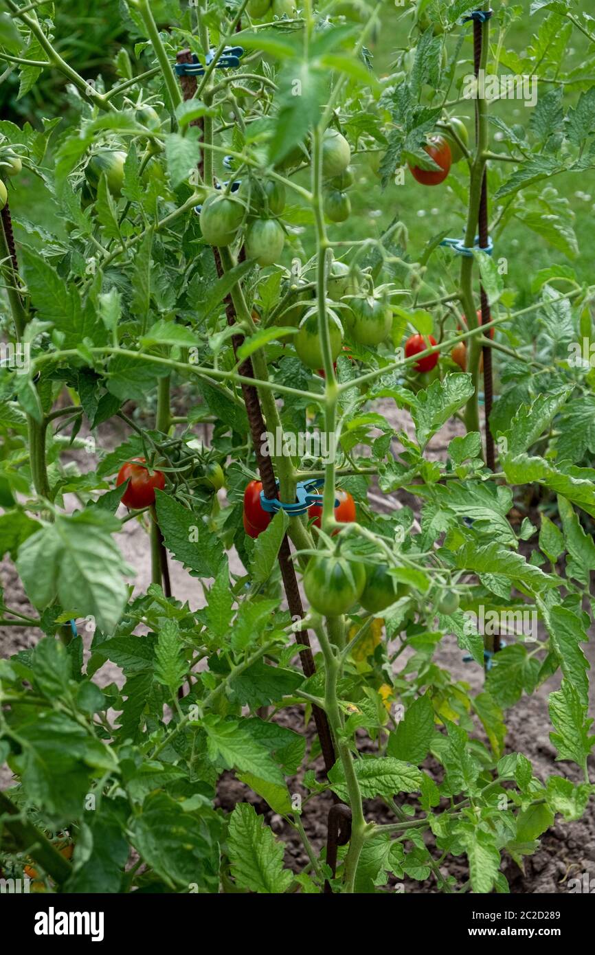 pomodori rossi, maturi e verdi coltivati in casa sull'arbusto in giardino in estate Foto Stock
