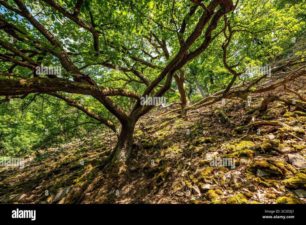 Il Knorreichenstieg, parte del sentiero escursionistico Urwaldsteig Edersee, nel Parco Nazionale Kellerwald-Edersee, in Assia, Germania Foto Stock