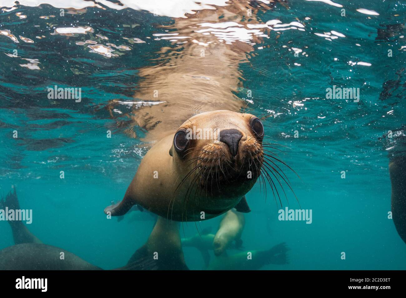 Leoni marini meridionali in acque poco profonde, Penisola di Valdes, Argentina. Foto Stock