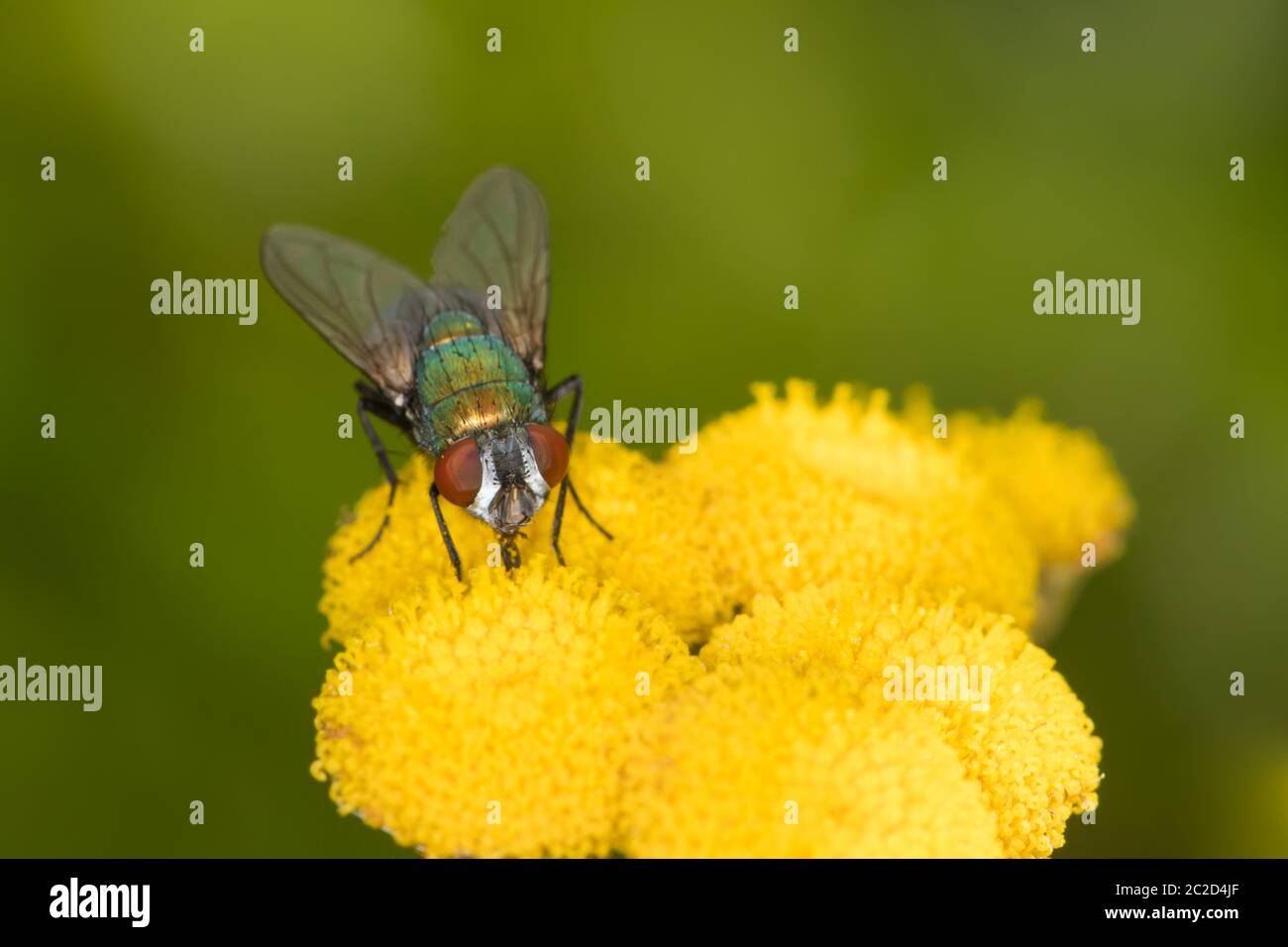 Greenbottle Fly su fiori di Tansy. Foto Stock