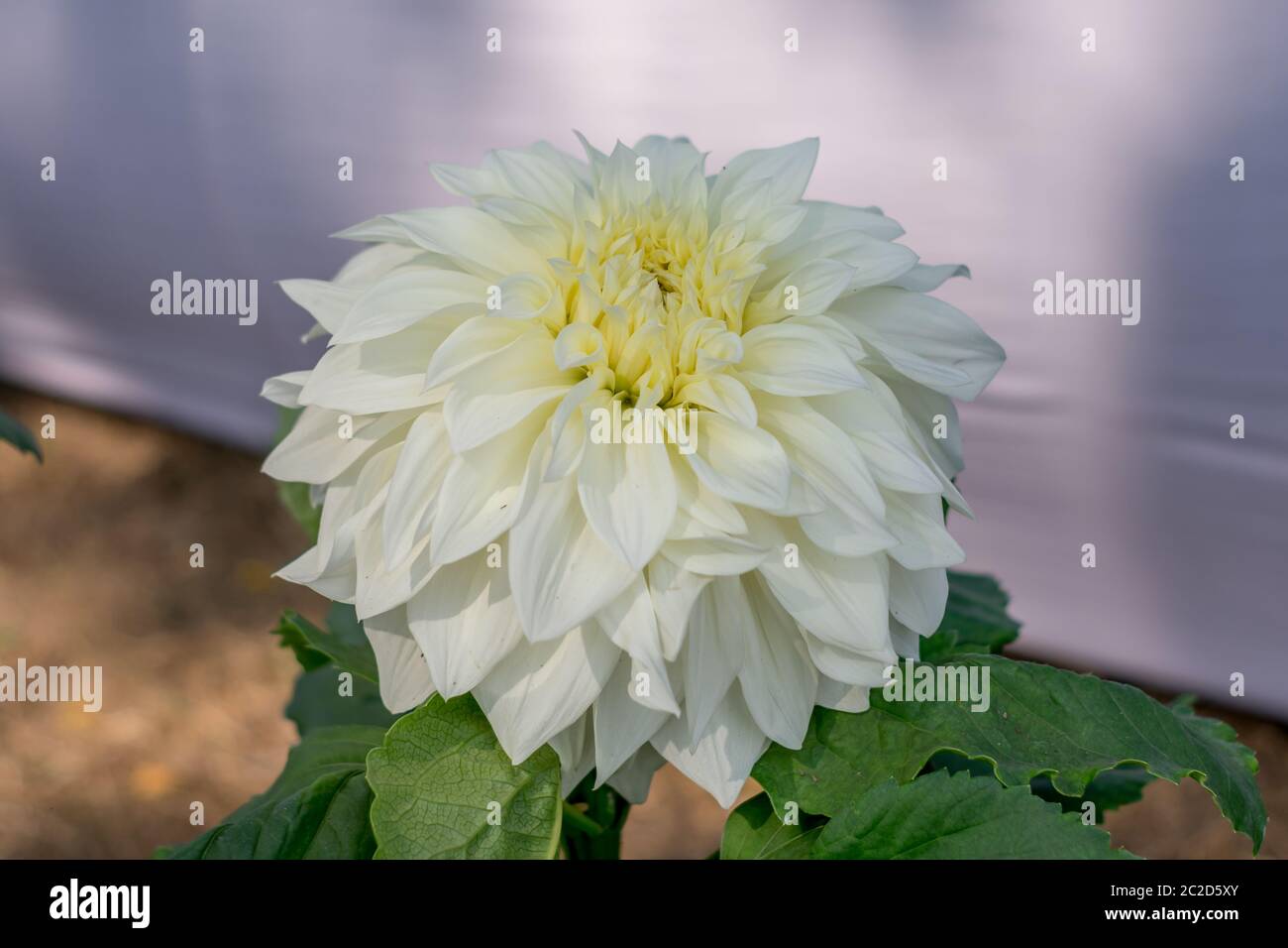 Bianco fiore Guldavari, impianto di piante erbacee perenni. Si tratta di un sole amorevole pianta fiorisce in primavera a tarda estate. Molto popolare di fiore per Foto Stock