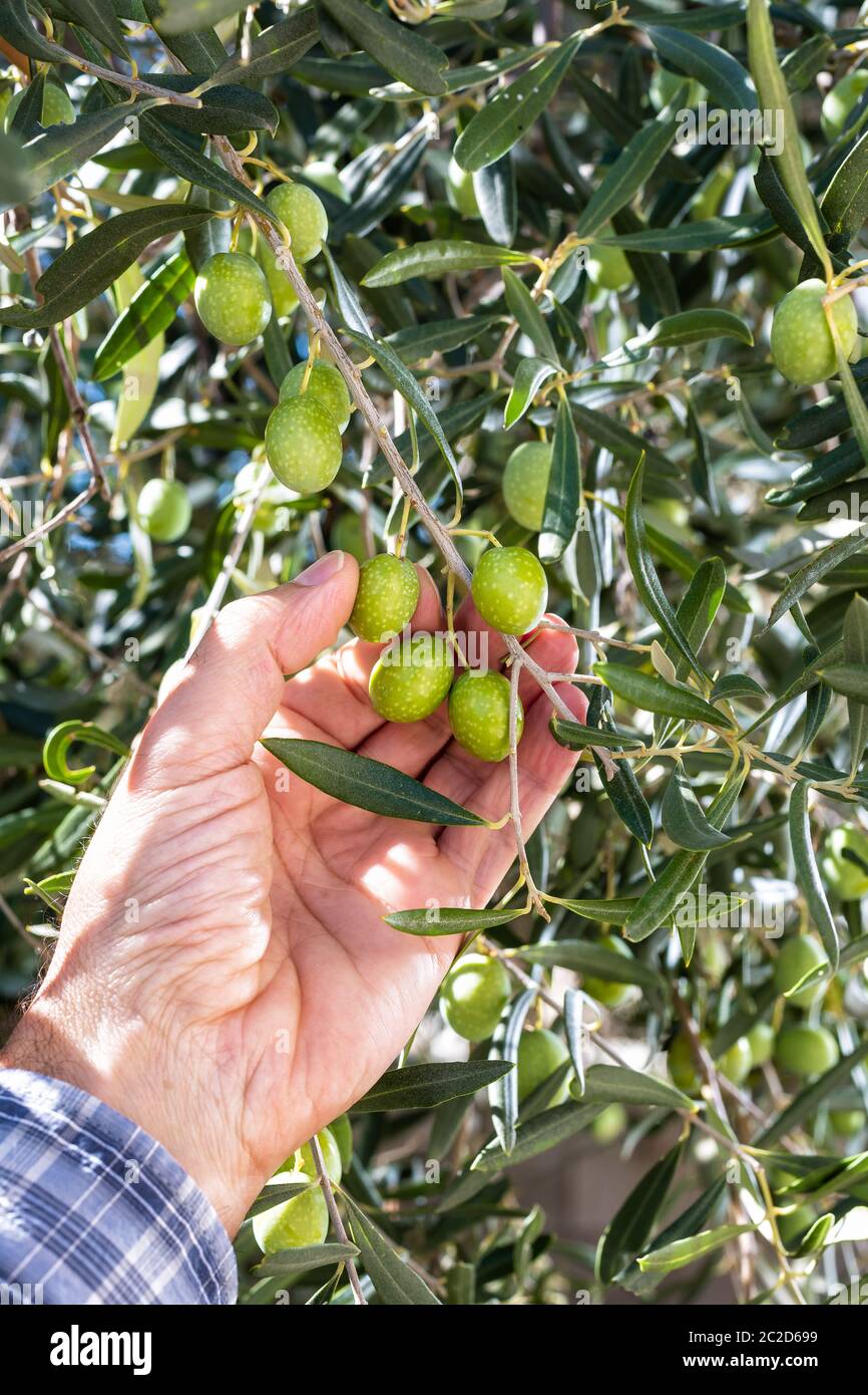 Close-up delle mani di un caucasian olivicoltore mentre egli controlla ancora acerbe olive. Agricoltura tradizionale. Antichi mestieri. Foto Stock