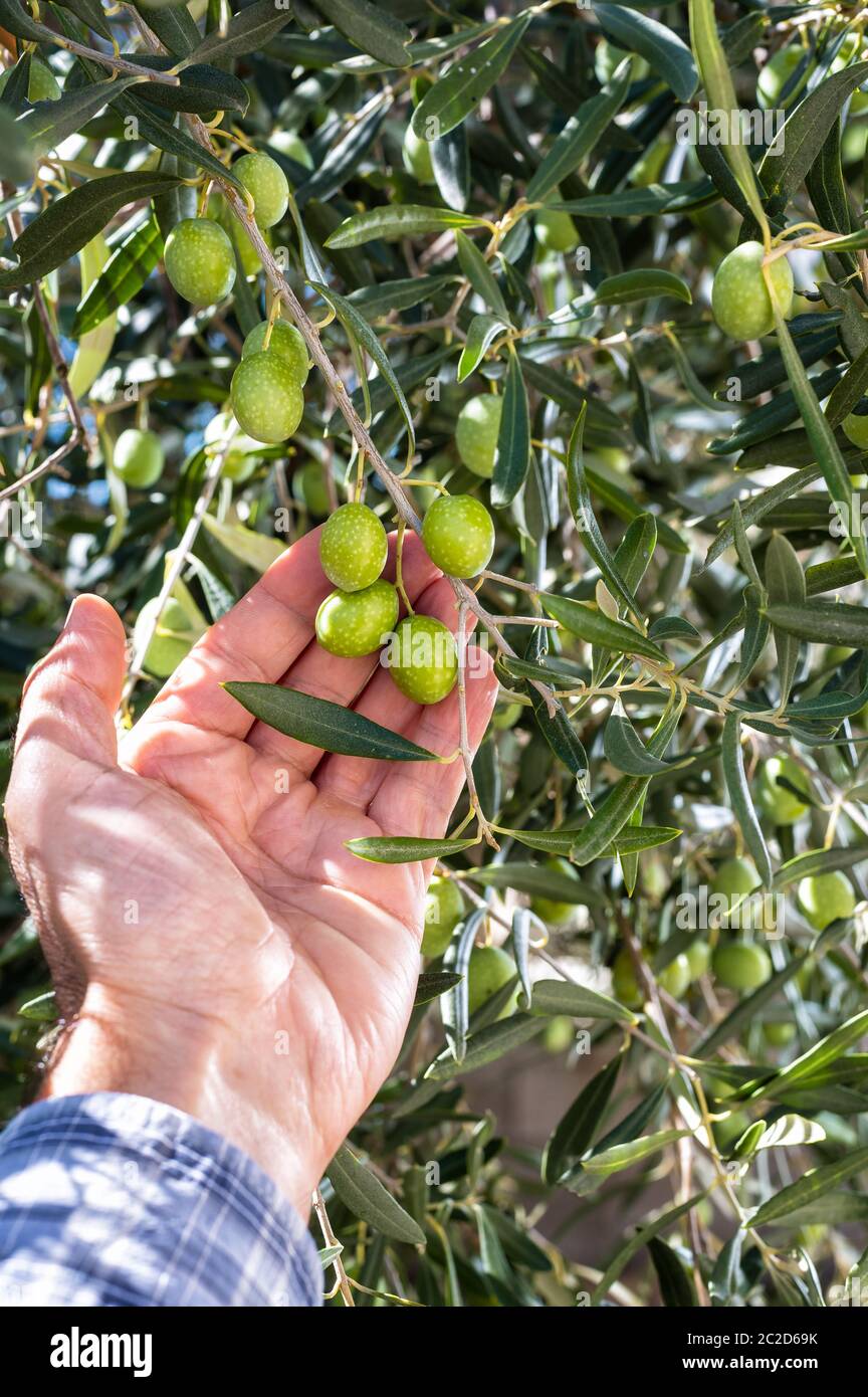 Close-up delle mani di un caucasian olivicoltore mentre egli controlla ancora acerbe olive. Agricoltura tradizionale. Antichi mestieri. Foto Stock