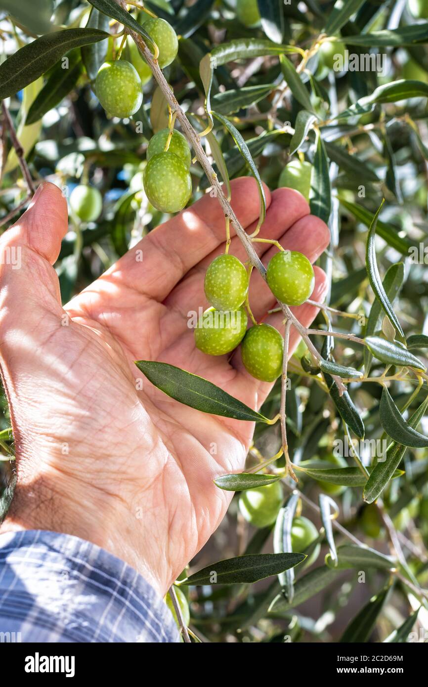 Close-up delle mani di un caucasian olivicoltore mentre egli controlla ancora acerbe olive. Agricoltura tradizionale. Antichi mestieri. Foto Stock