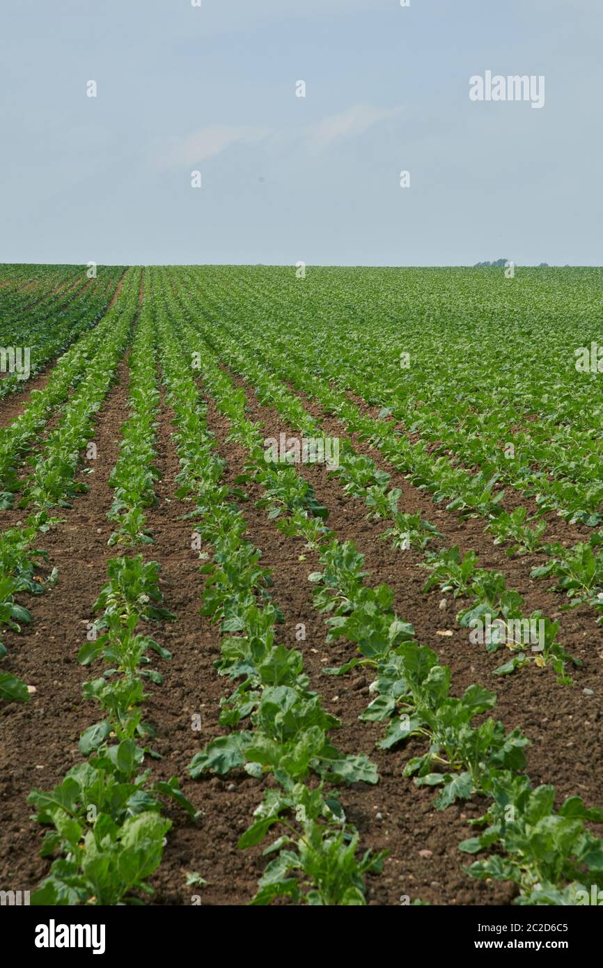 Germogli (Brassica oleracea var. Gemmifera) Yorkshire orientale, Inghilterra, Regno Unito, GB. Foto Stock