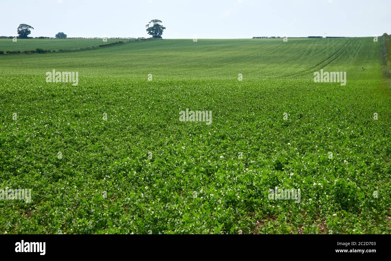 Garden Pea (Pisum sativum) che cresce nel nord dell'Inghilterra per gli uccelli Eye prodotti surgelati, durante l'estate, East Yorkshire, Inghilterra, Regno Unito, GB. Foto Stock