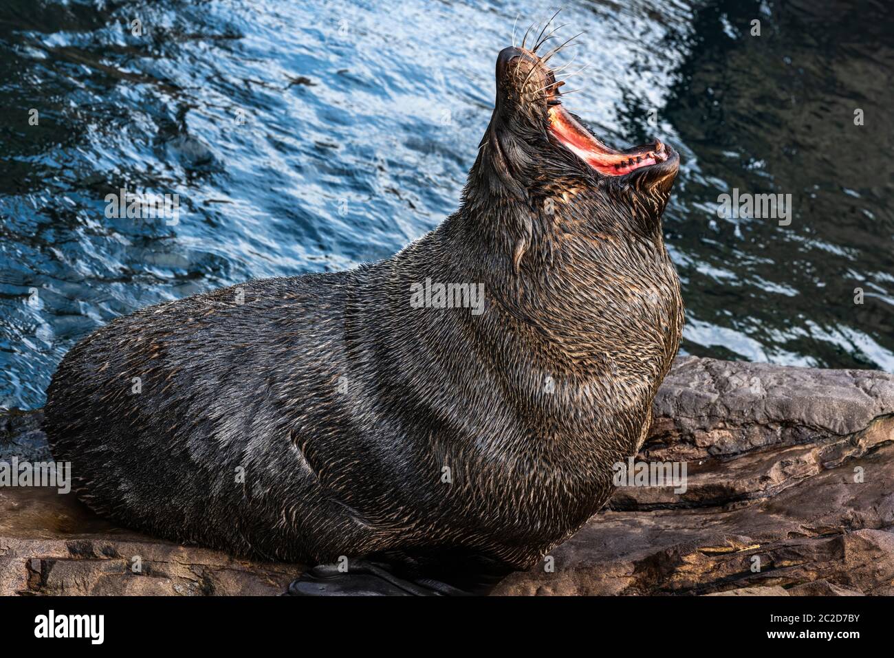 Foca sudamericana (Arctocephalus australis) un comune grande animale selvatico vita marina mammifero yawning Foto Stock