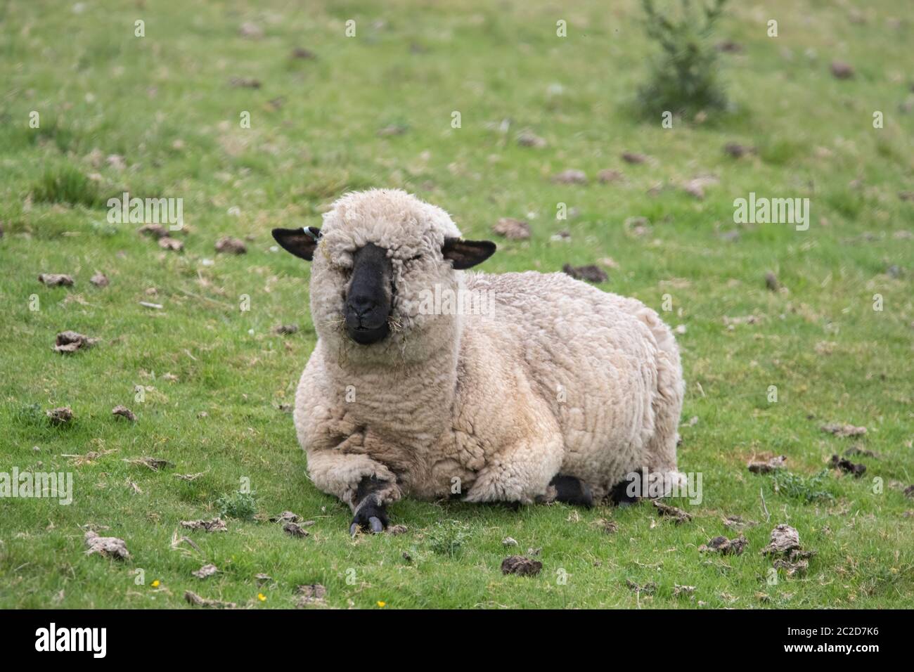 Un solo Hampshire o Hampshire giù pecore Ovis aries che riposano in un campo ai piedi delle colline Pennine in West Yorkshire, Inghilterra Foto Stock