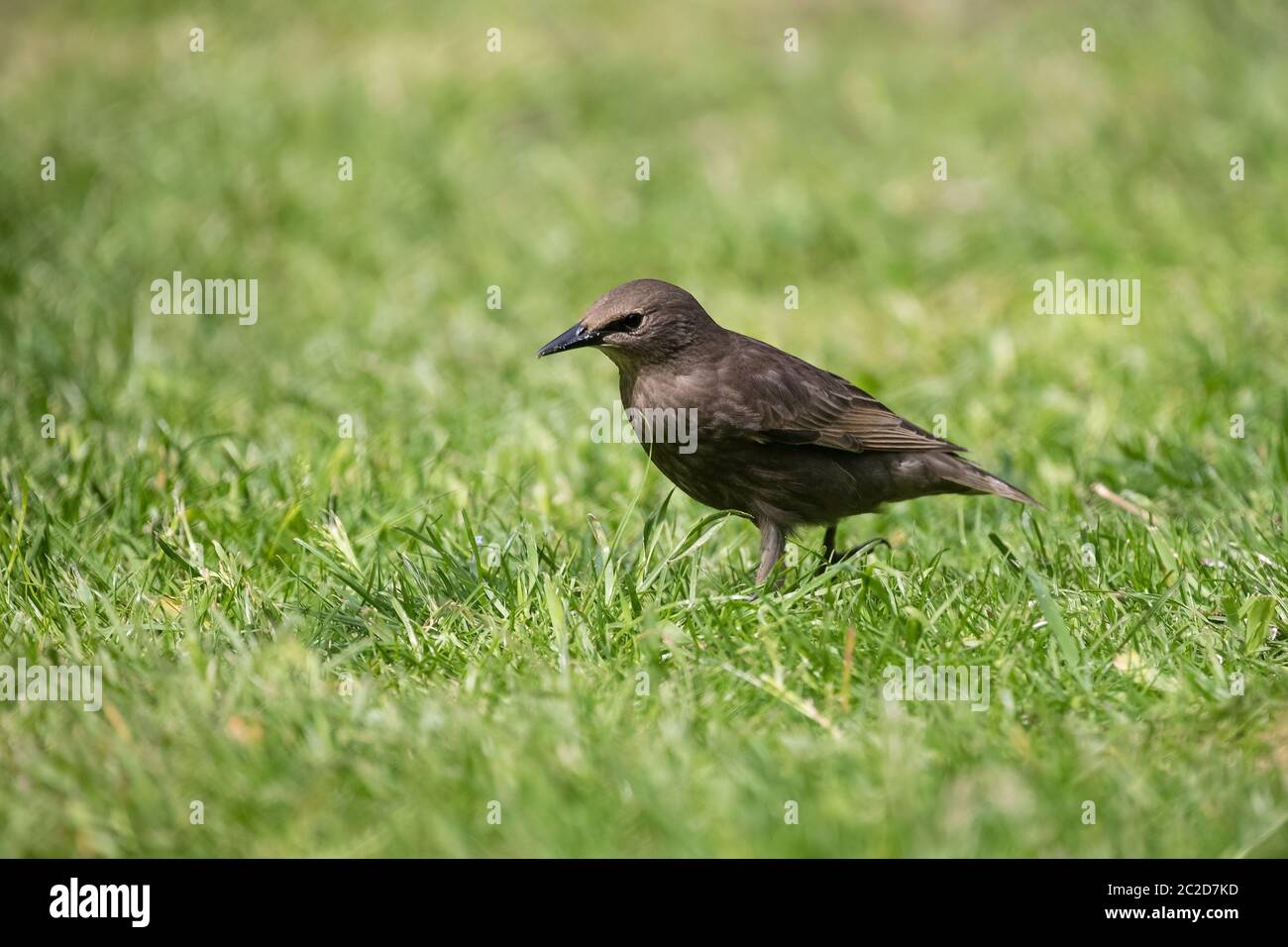 Giovane Starling Sturnus vulgaris su un verde patch di erba imparare a forare per il cibo Foto Stock