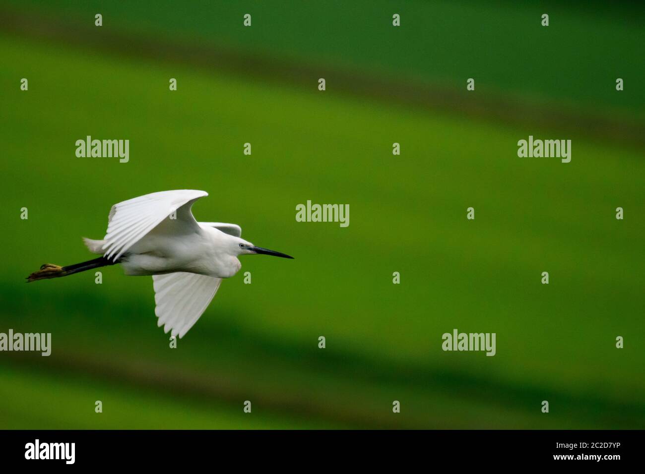 Grande uccello egreo in volo su un campo verde Foto Stock