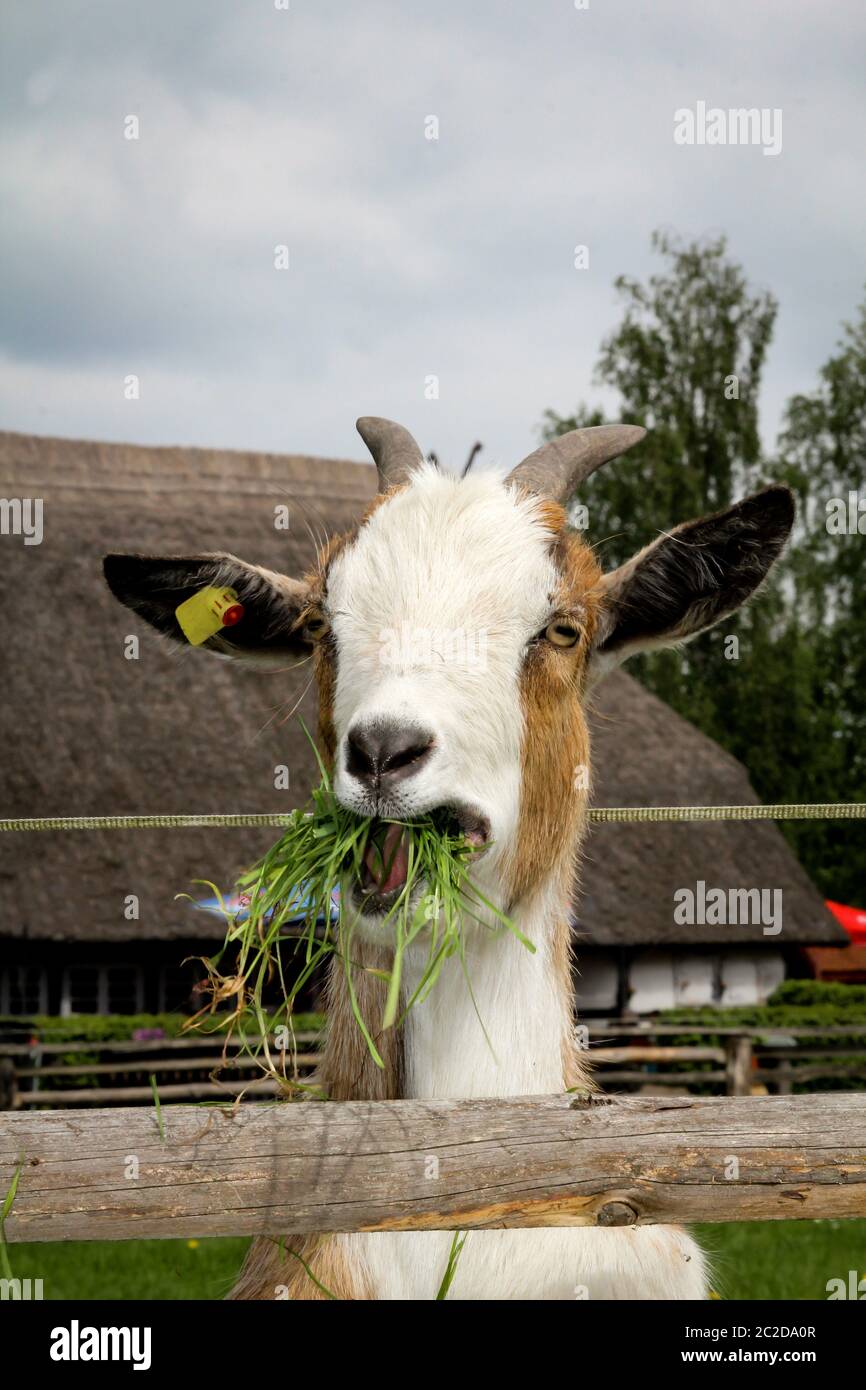 Una capra alla porta di una fattoria Foto Stock