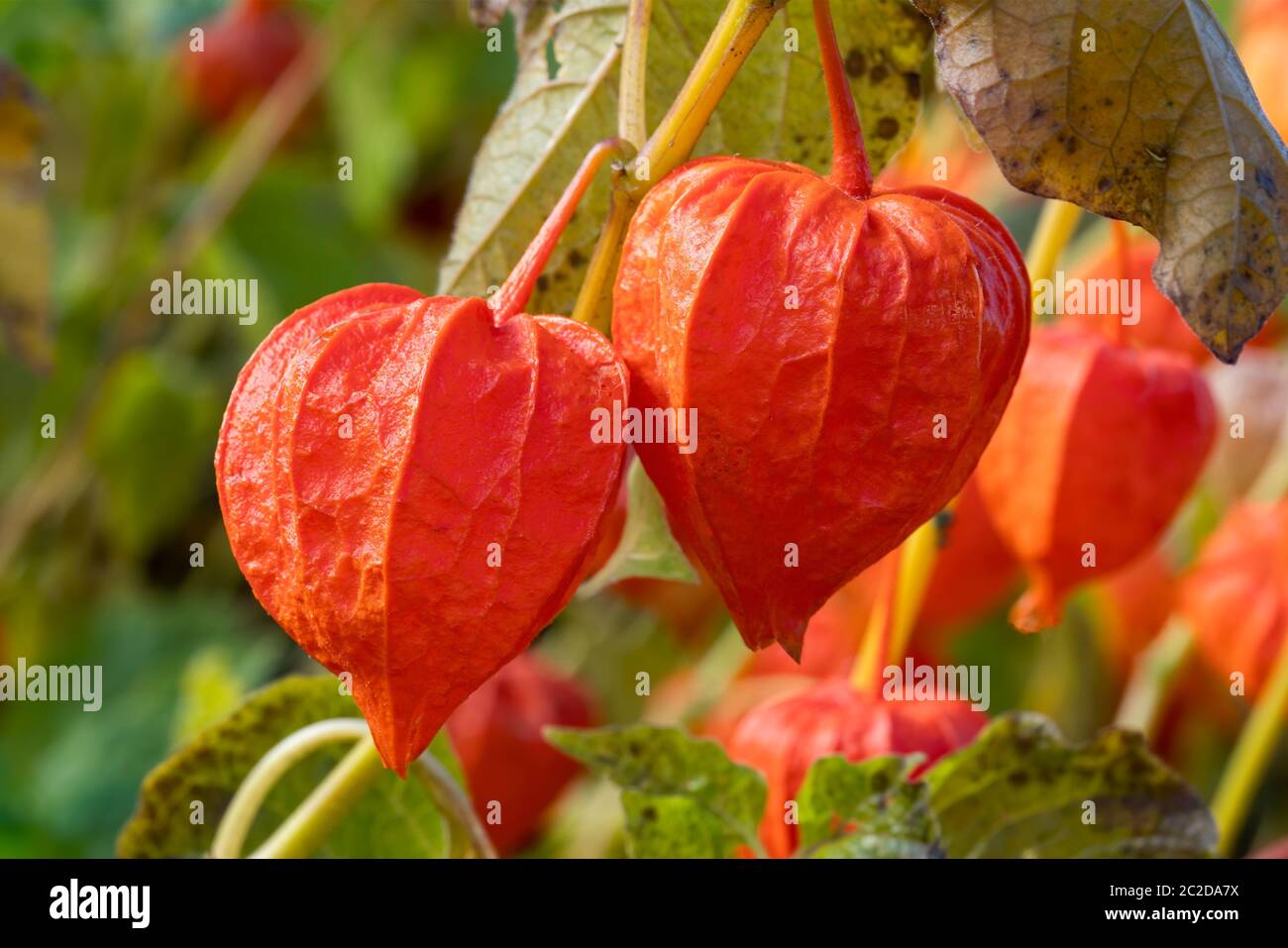 Physalis alkekengi var. Frochetii frutta 'Zwerg' con buccia comunemente conosciuta come Lanterna Cinese Foto Stock