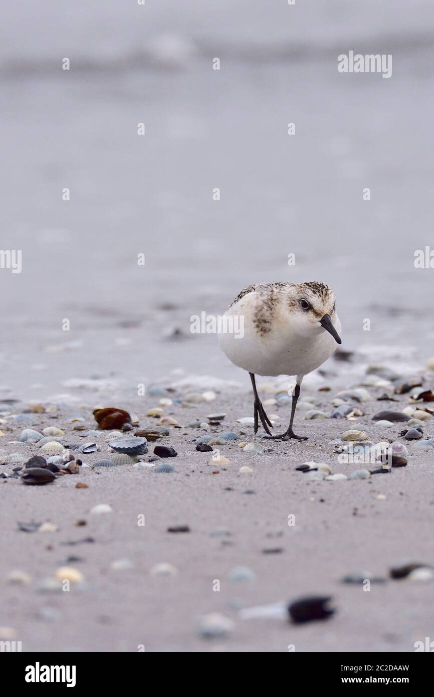 Sanderling (Calidris alba) in autunno sul mar baltico Foto Stock