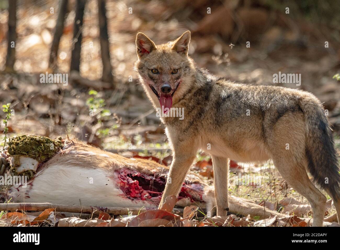 Golden Jackal che alimenta un Deer a spotted uccidere nel Parco Nazionale di Bandhavgarh, India Foto Stock