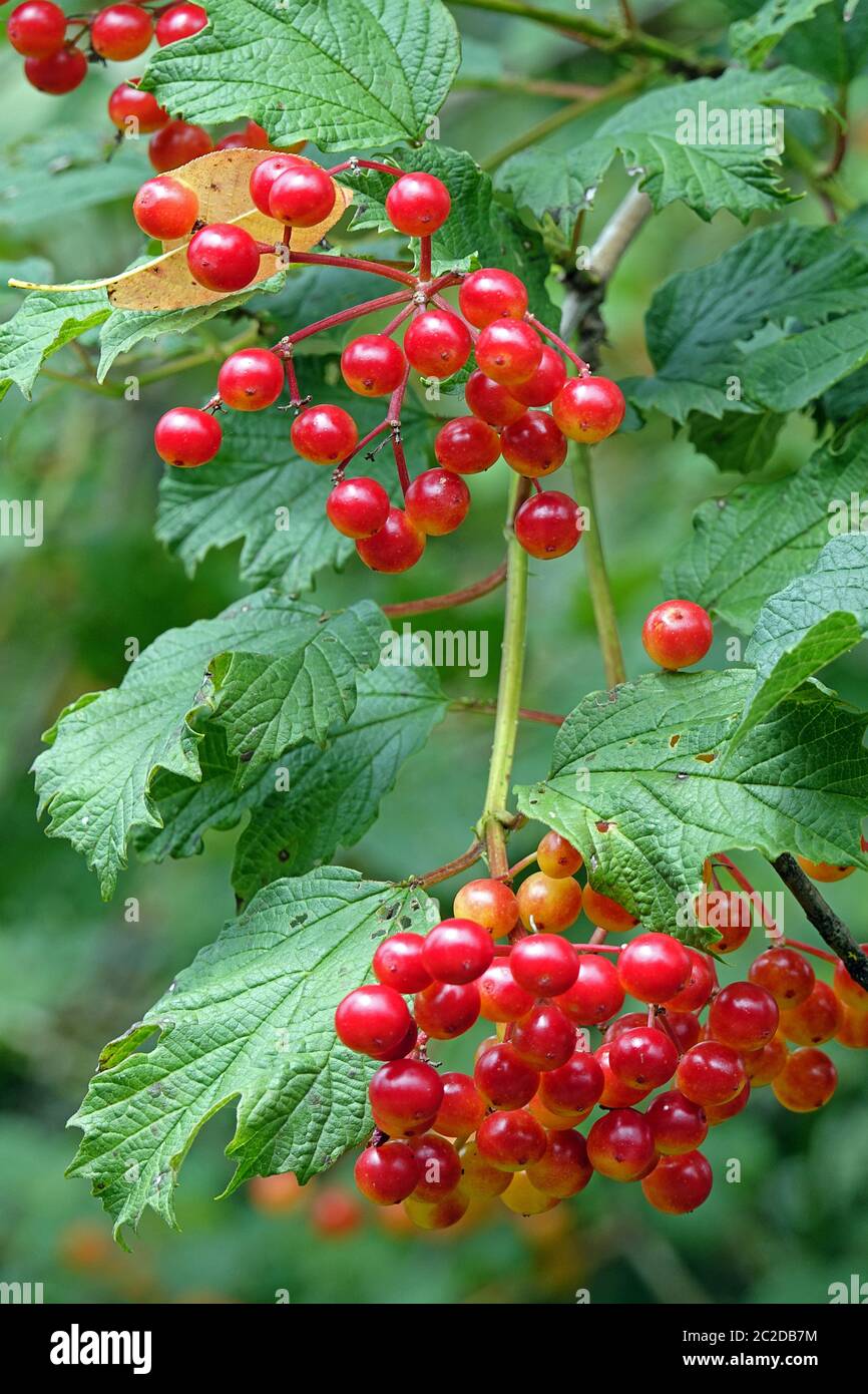 Le bacche mature dal comune palla di neve Viburnum Opulus Foto Stock