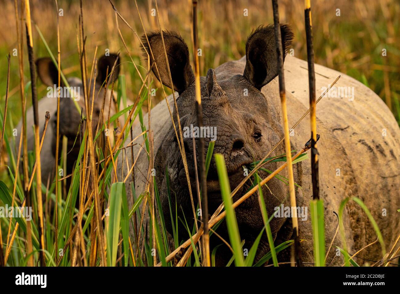 Due rinoceronti a una corna che si erigono nell'erba alta del Parco Nazionale di Chitwan, Nepal Foto Stock