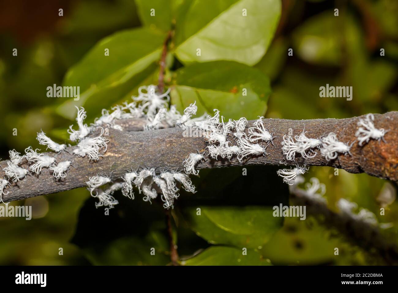 Di piccole dimensioni e di colore bianco planthopper Flatid nymph ,specie dalla famiglia Flatidae, nella foresta pluviale su Nosy Mangabe. Madagascar la fauna selvatica e la natura selvaggia Foto Stock