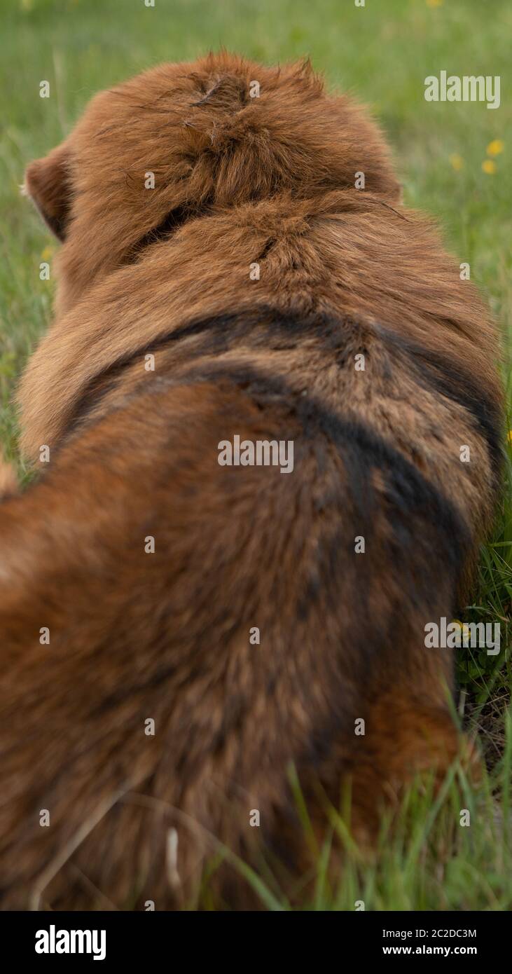 Mastiff tibetano marrone che si posa nel campo di erba durante un giorno. Foto Stock
