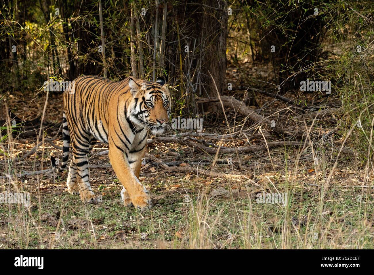 Tigre reale del Bengala che esce dalla foresta di bambù nel Parco Nazionale di Bandhavgarh, India (Panthera tigris) Foto Stock