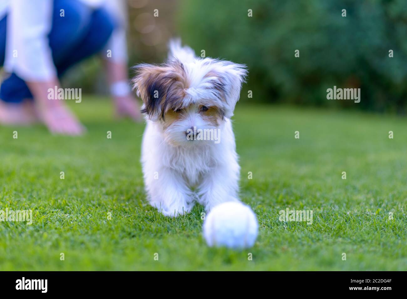 Un cucciolo carino con una palla giocattolo corre su un'erba verde vibrante in un cortile estivo. Foto Stock