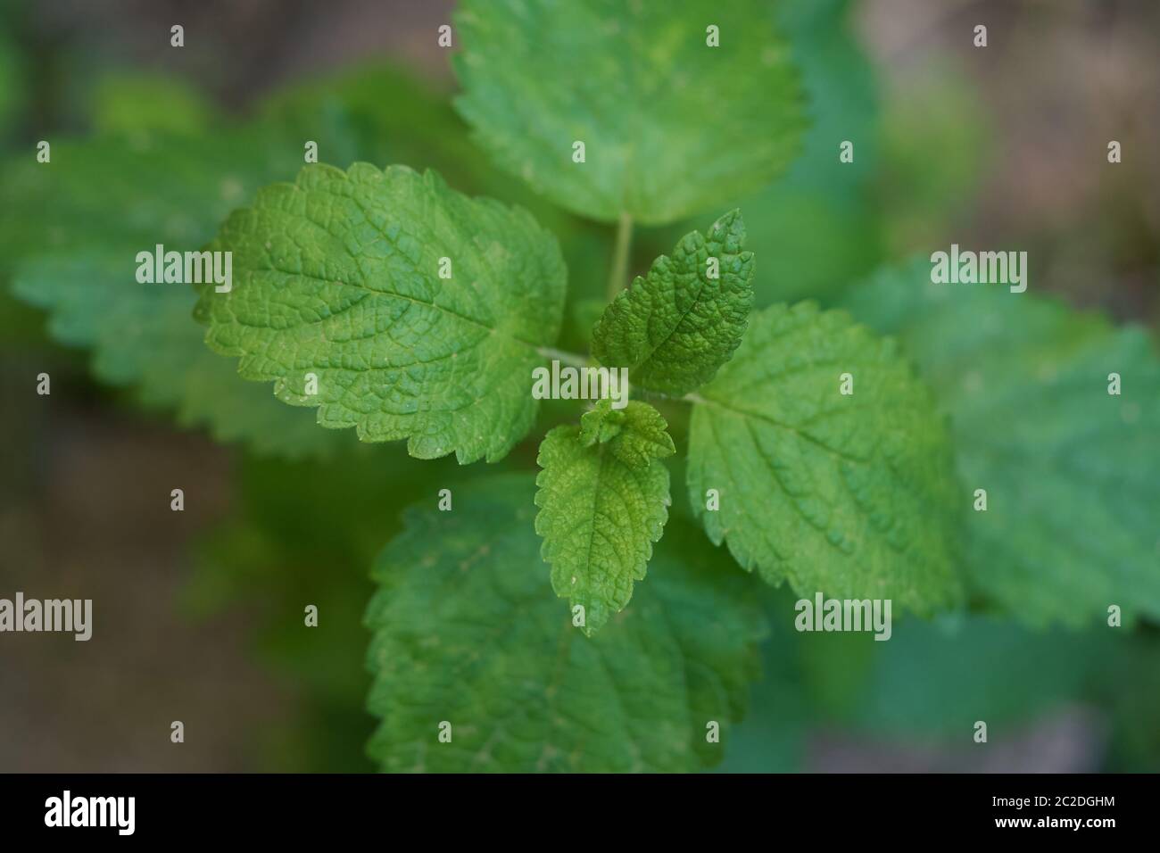 Un primo piano di una pianta verde di menta Foto Stock