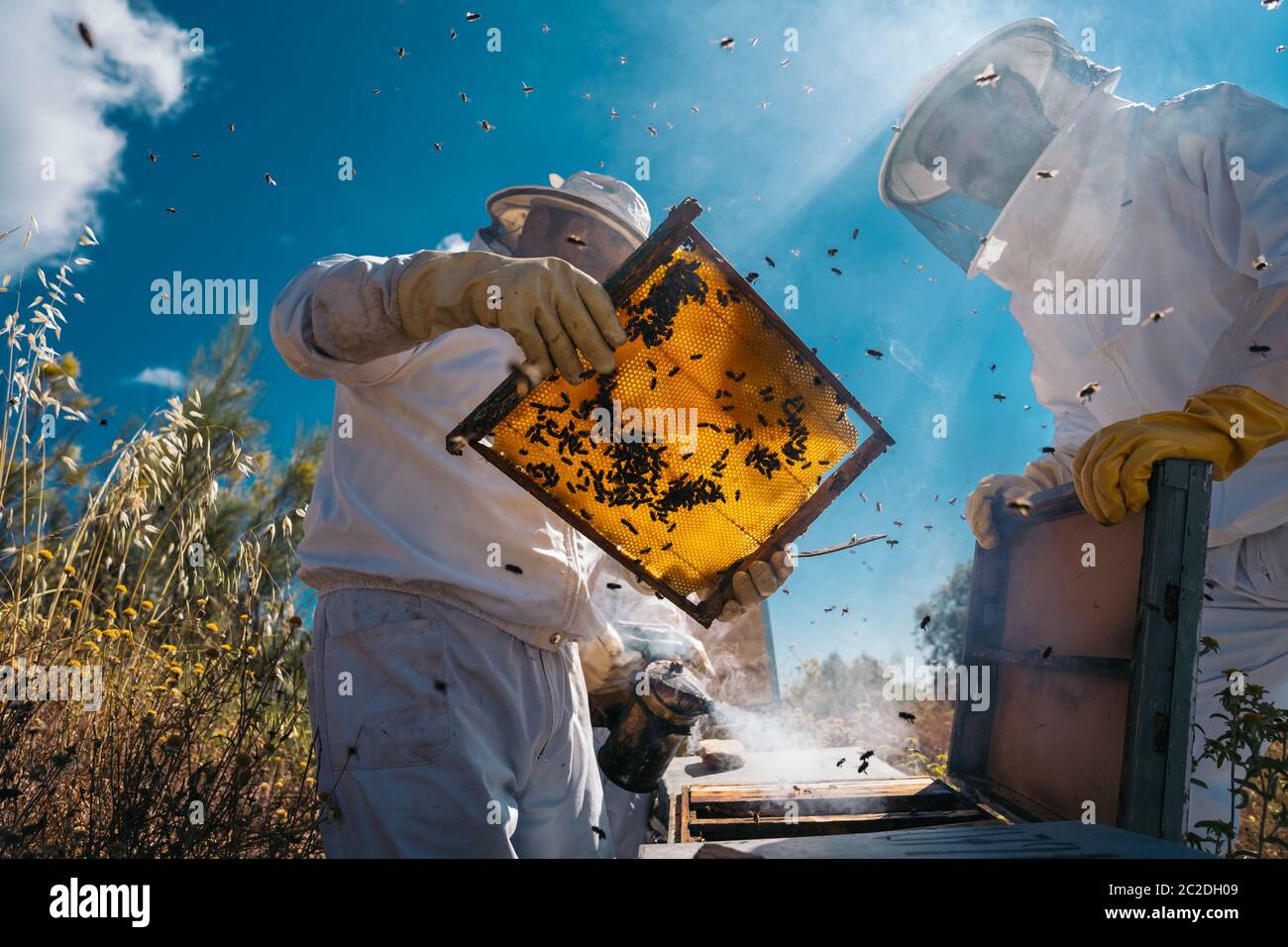 Apicoltore raccogliere miele. Concetto di lavoro di apicoltura. Foto Stock