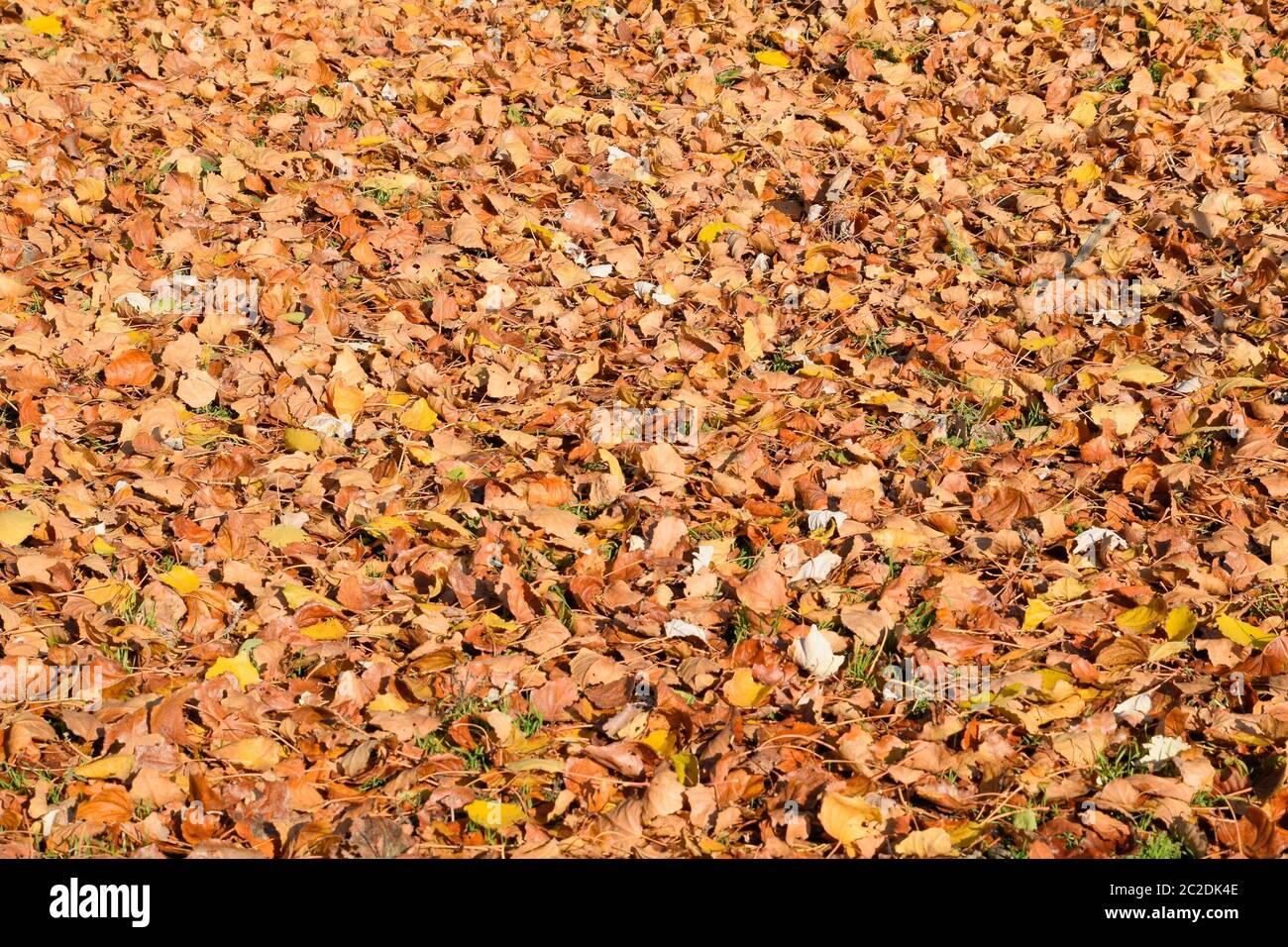 Tessiturali sfondo dalla caduta foglie di un pioppo. Un autunno tappeto dal fogliame. la girata Giallo autunno foglie secche di un pioppo Foto Stock