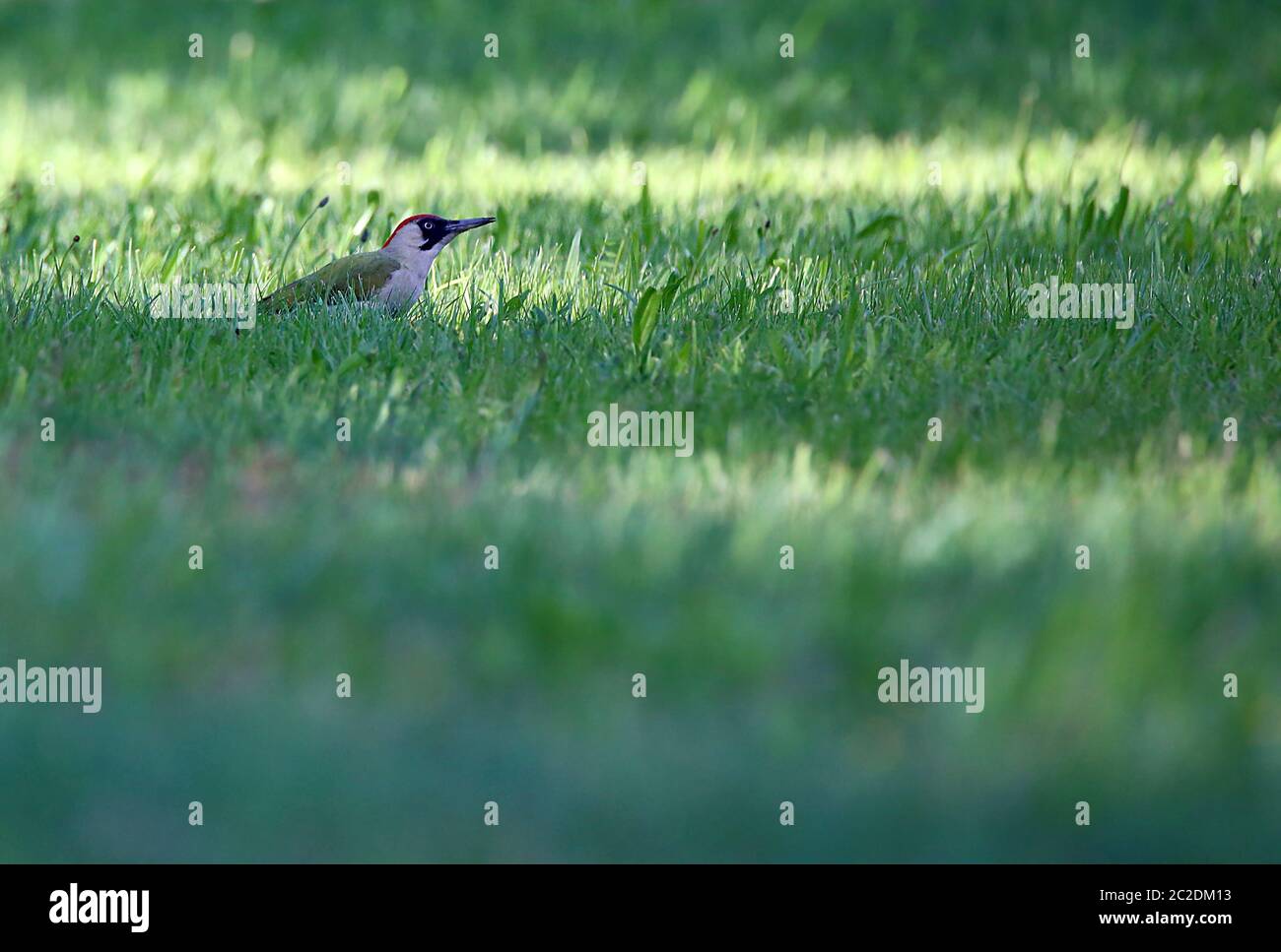 Picchio verde Picus viridis sul prato Foto Stock