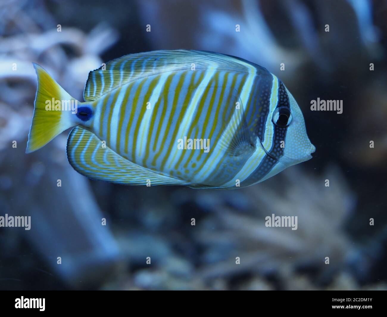 pacific marinai medico pesce Foto Stock