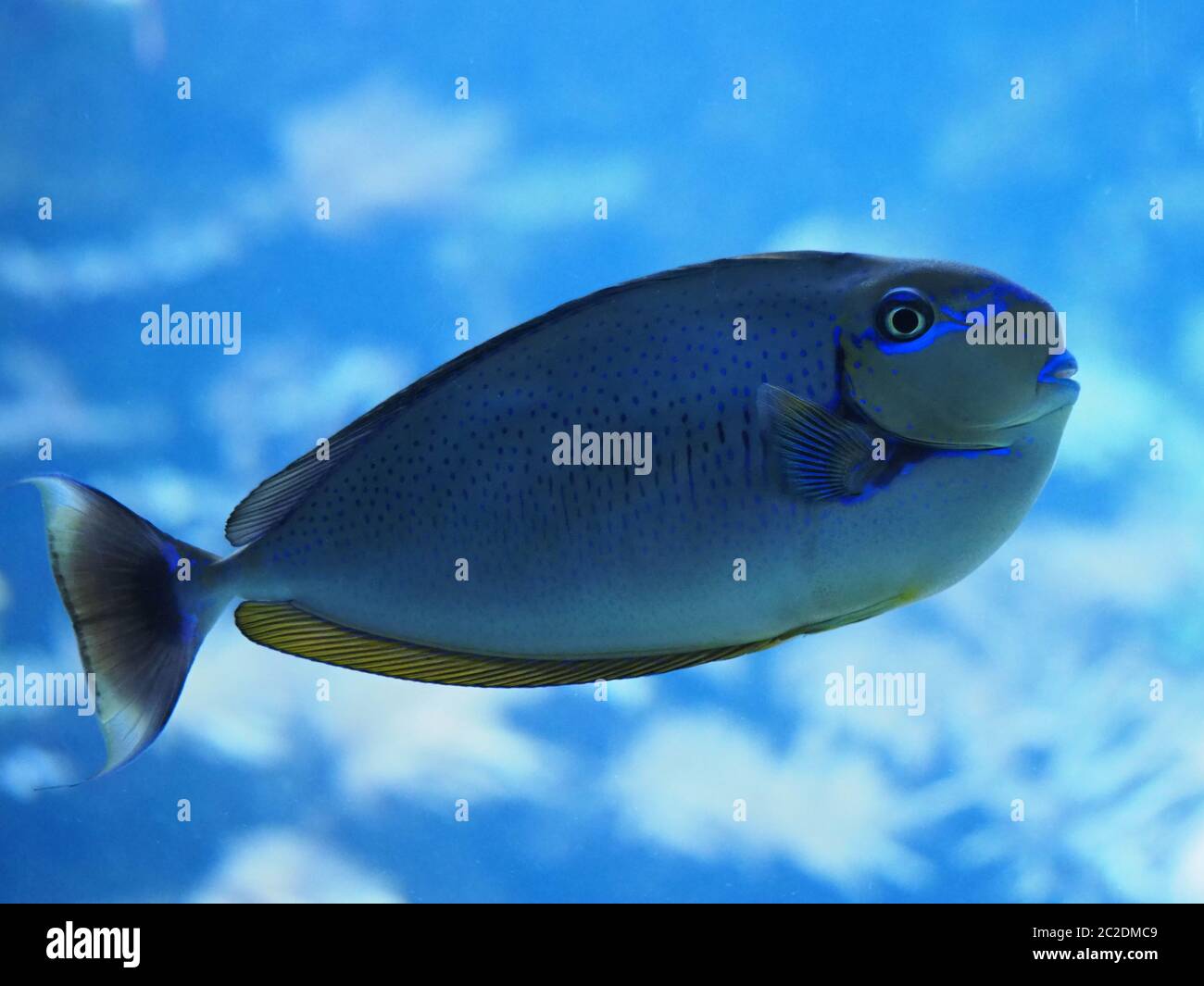 Maschera naso medico fishy Foto Stock