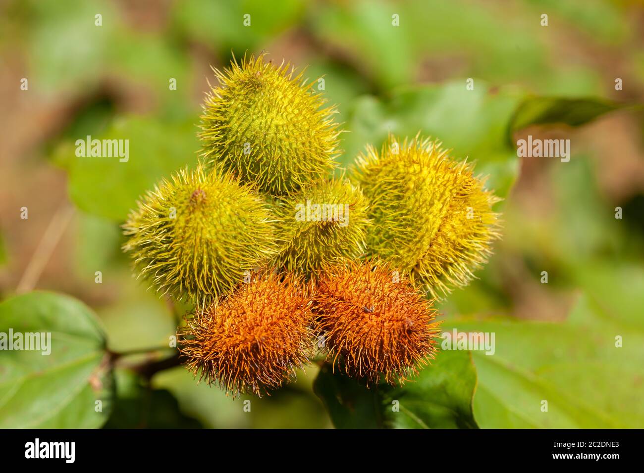 Imature achiote pods Achiote Bixa orellana semi - annatto bijol condimento Foto Stock