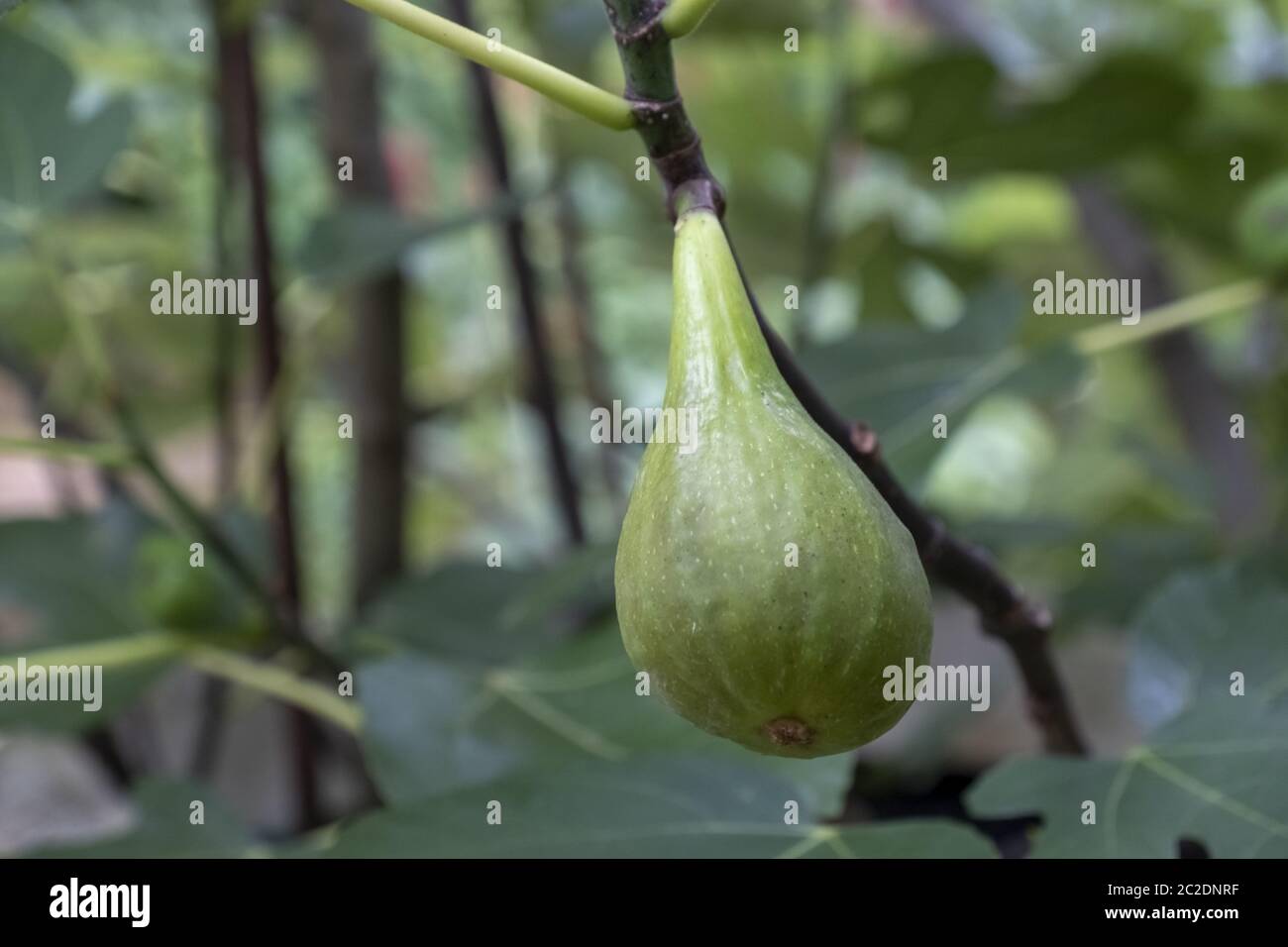 Fico (Ficus carica) su albero Foto Stock