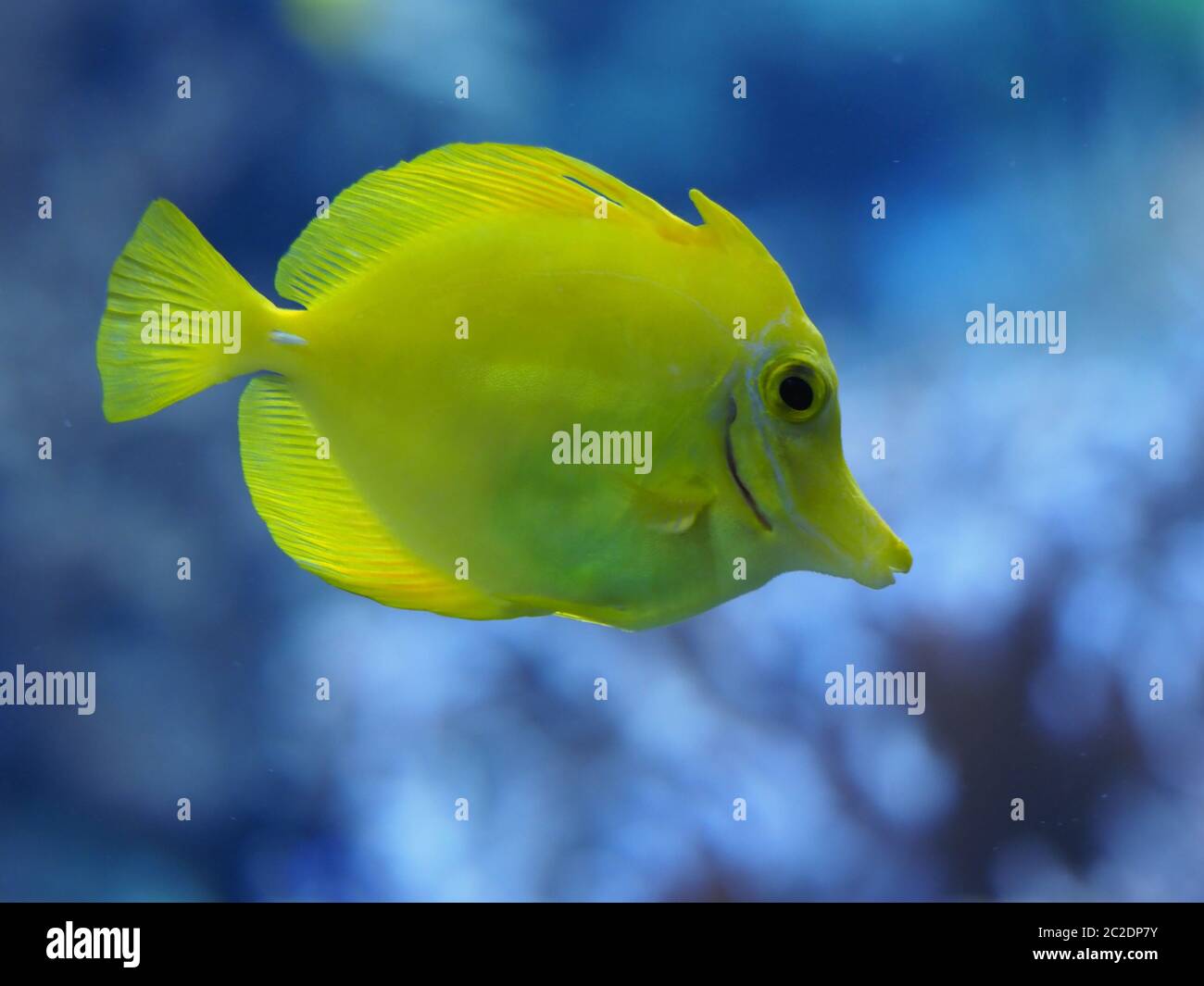 Pinne gialle di vela medico pesce Foto Stock