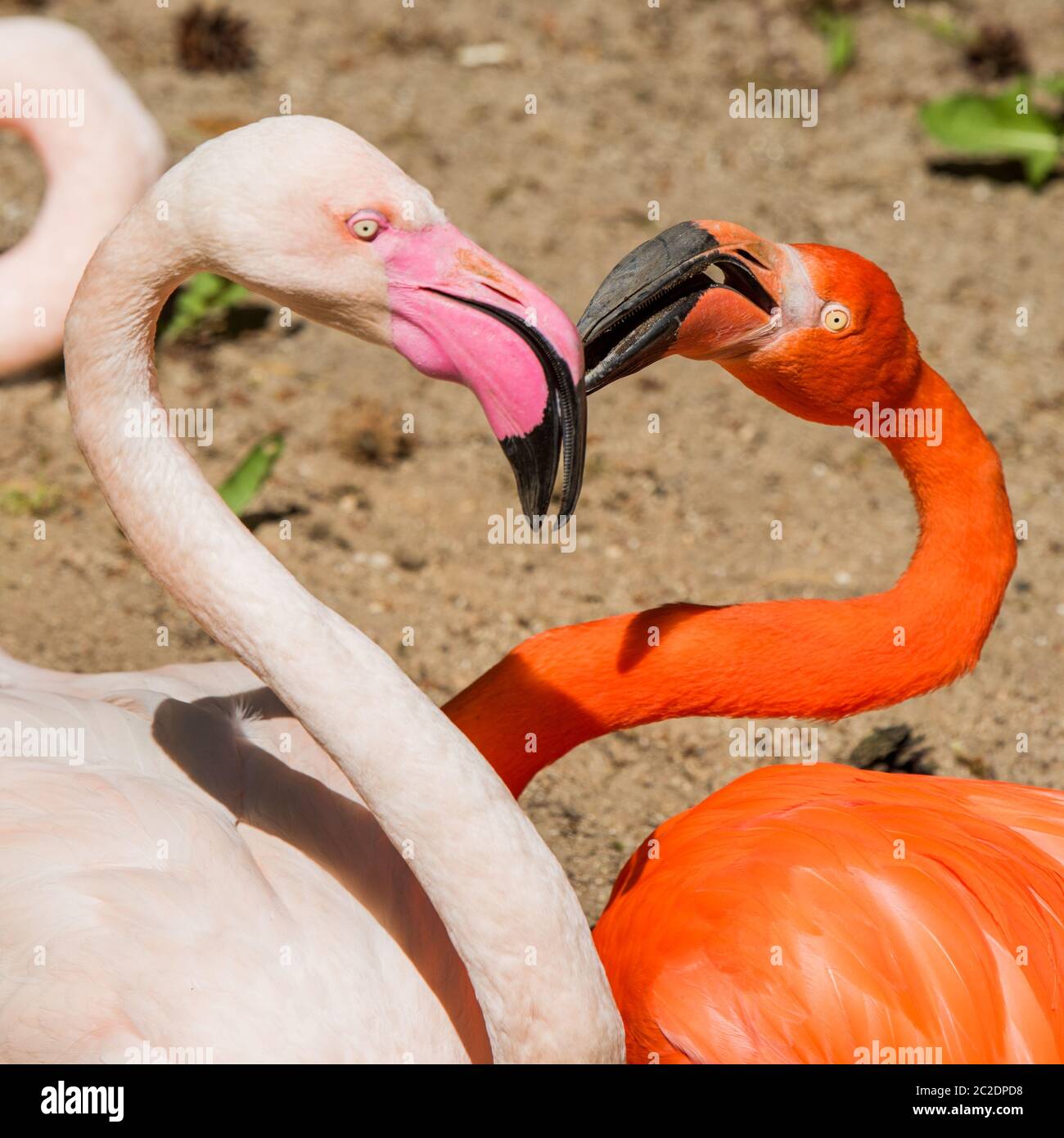 Due teste di fenicottero rosa e rosso a forma di cuore Foto Stock