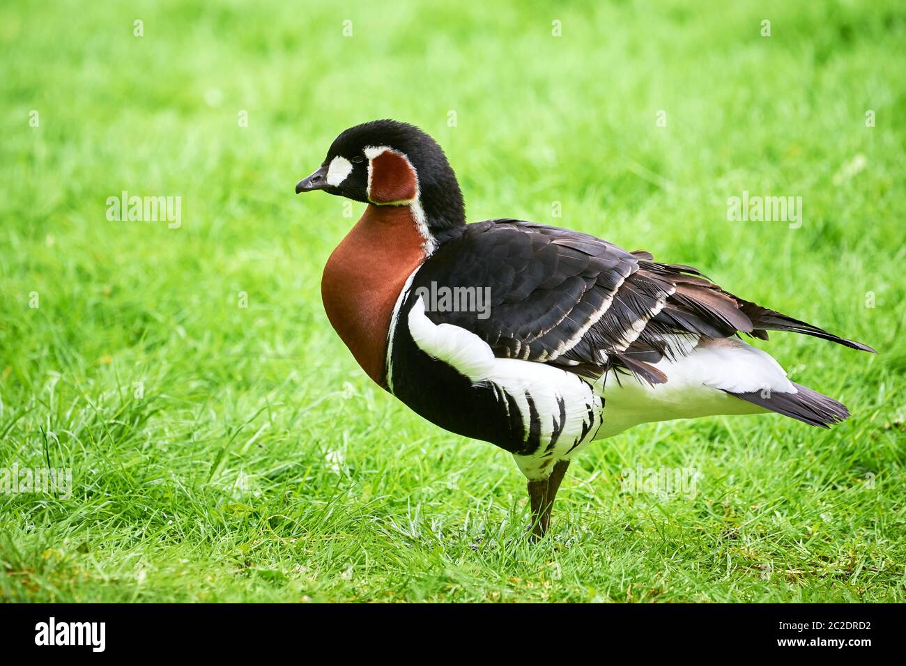 Primo piano di oca rossa (Branta ruficollis) Foto Stock